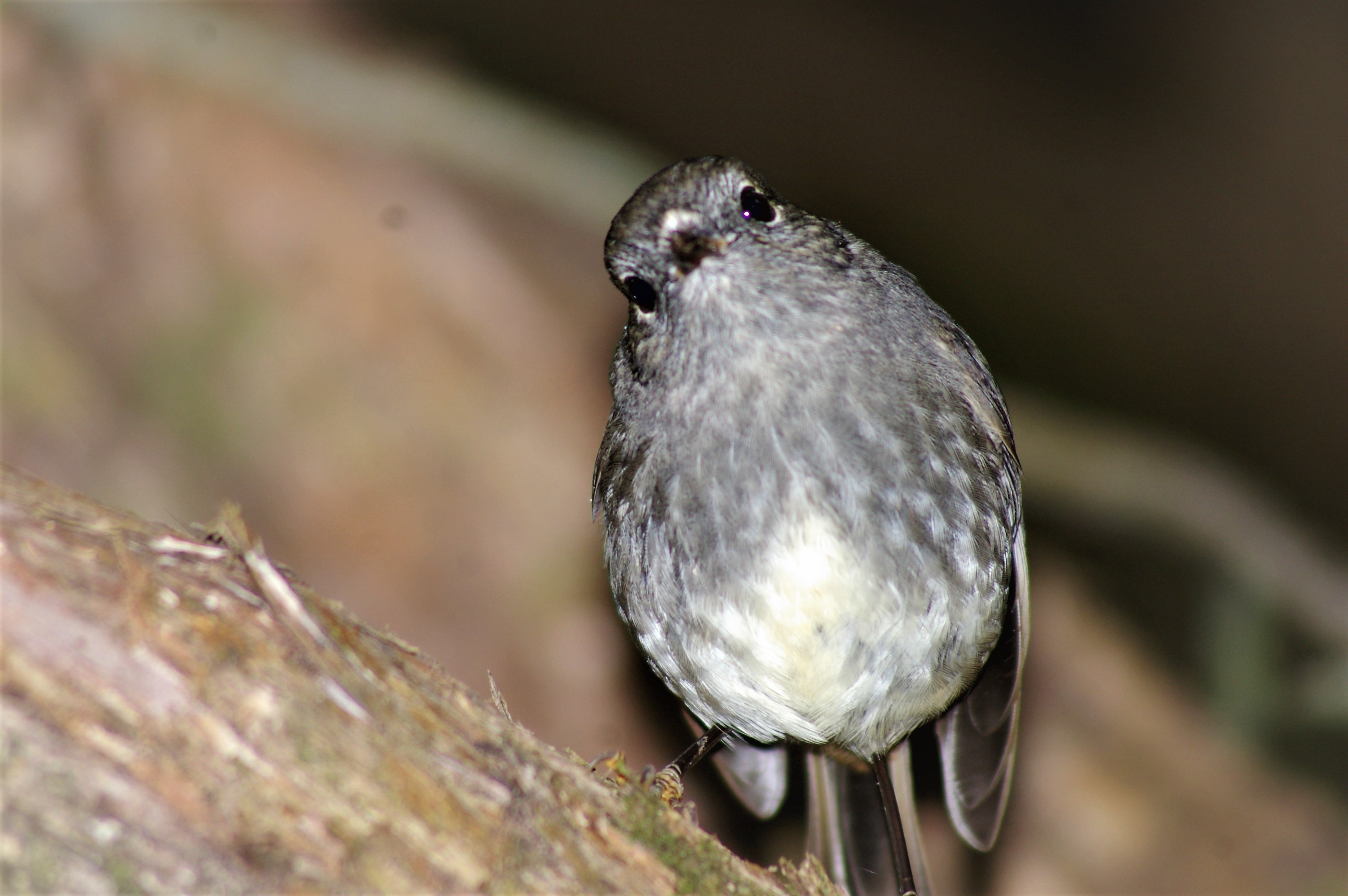 North Island Robin (Petroica australis longipes)