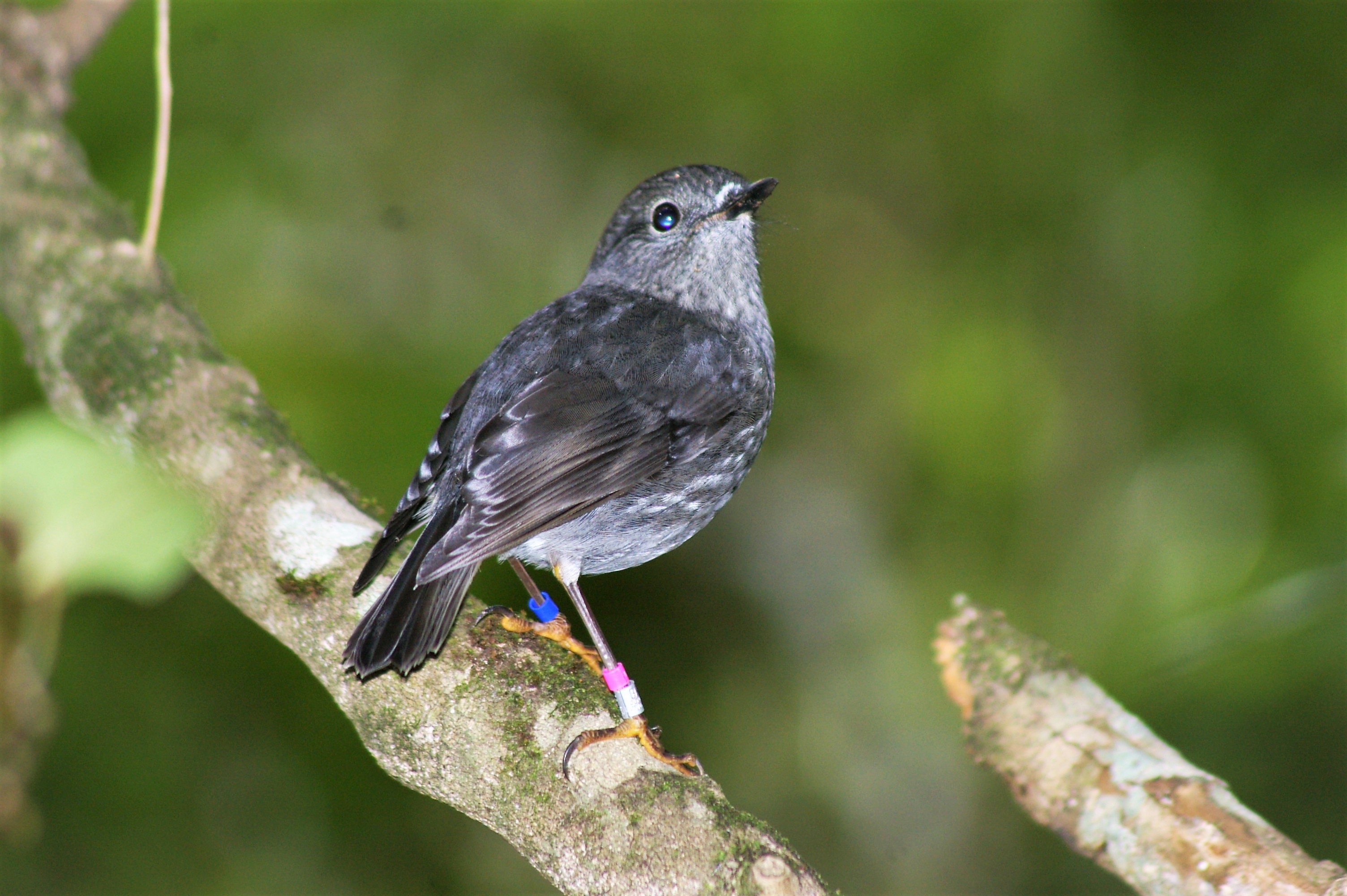 North Island Robin (Petroica australis longipes)
