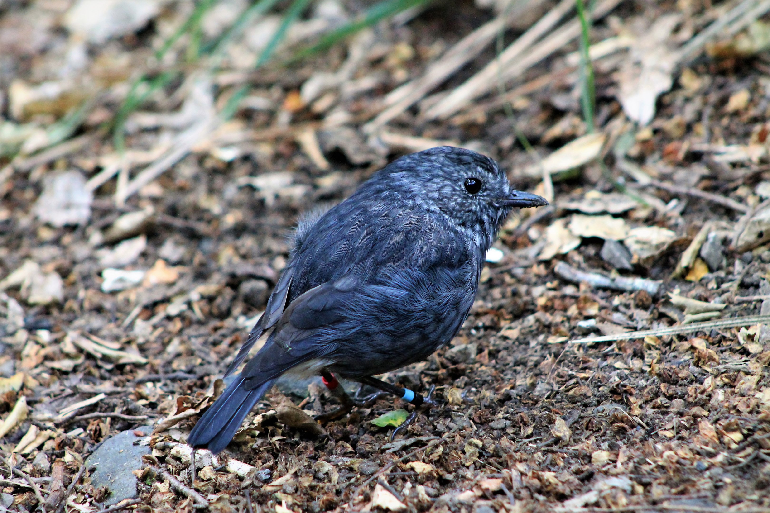 North Island Robin (Petroica australis longipes)