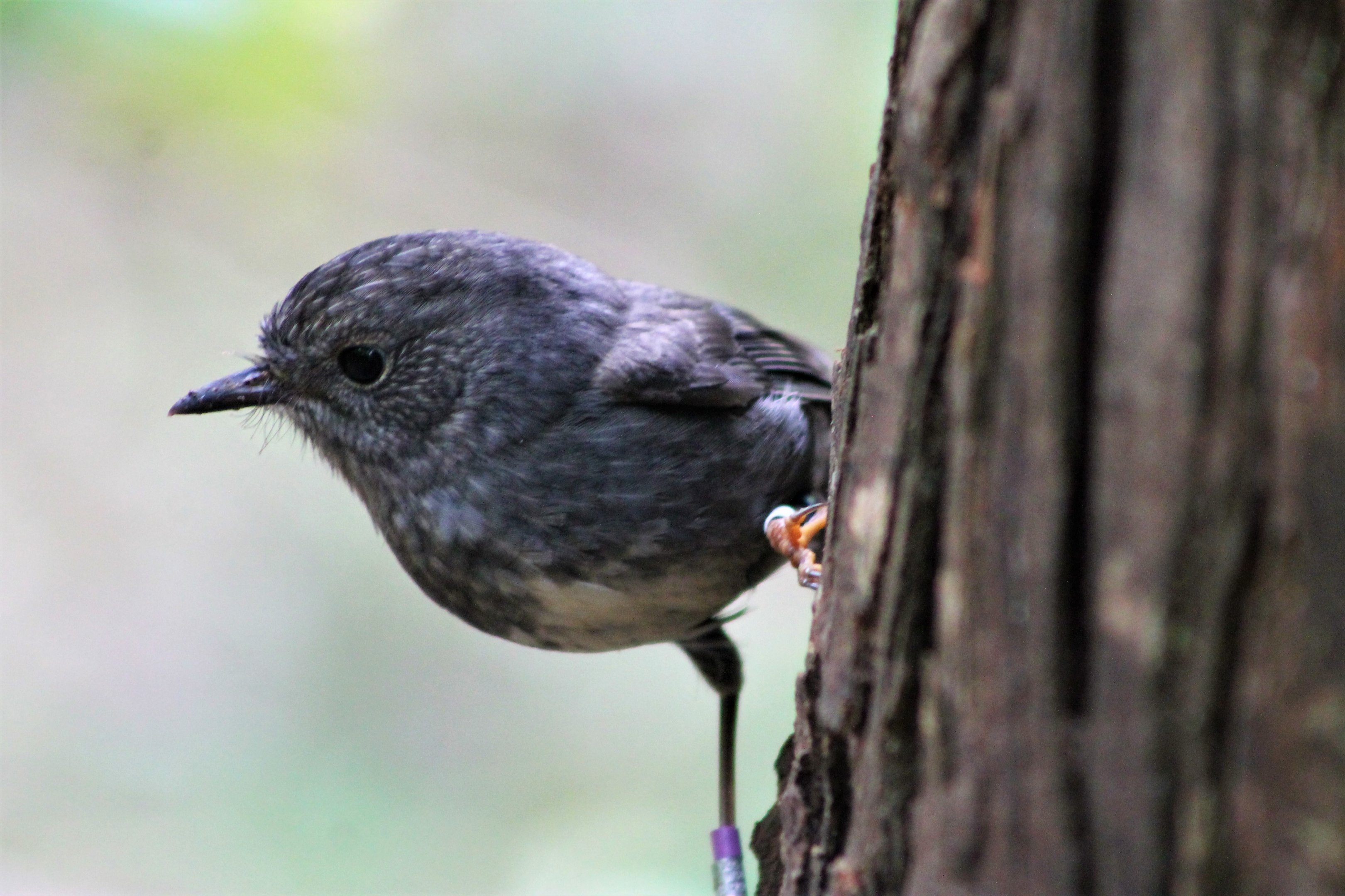 North Island Robin (Petroica australis longipes)