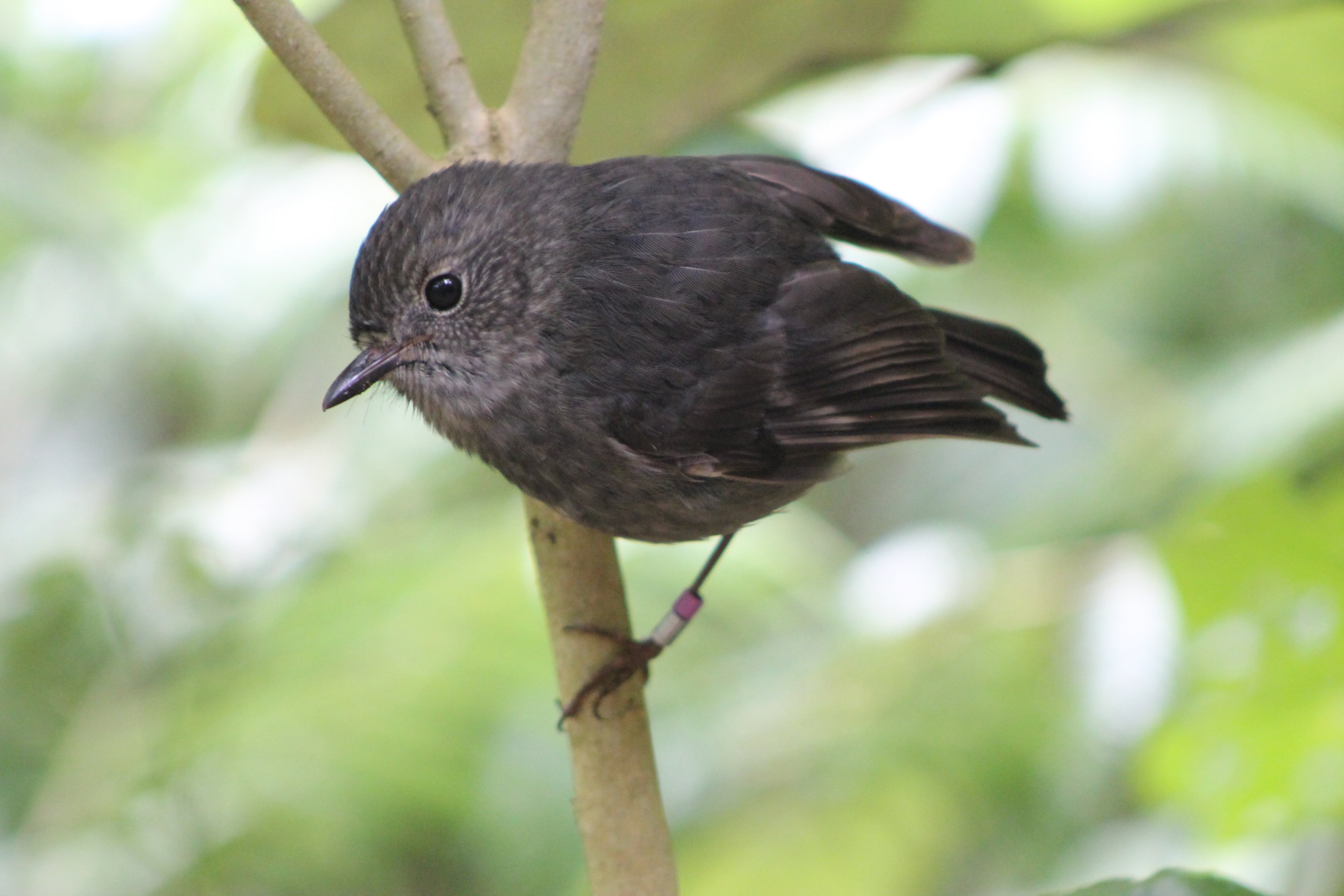 North Island Robin (Petroica australis longipes)