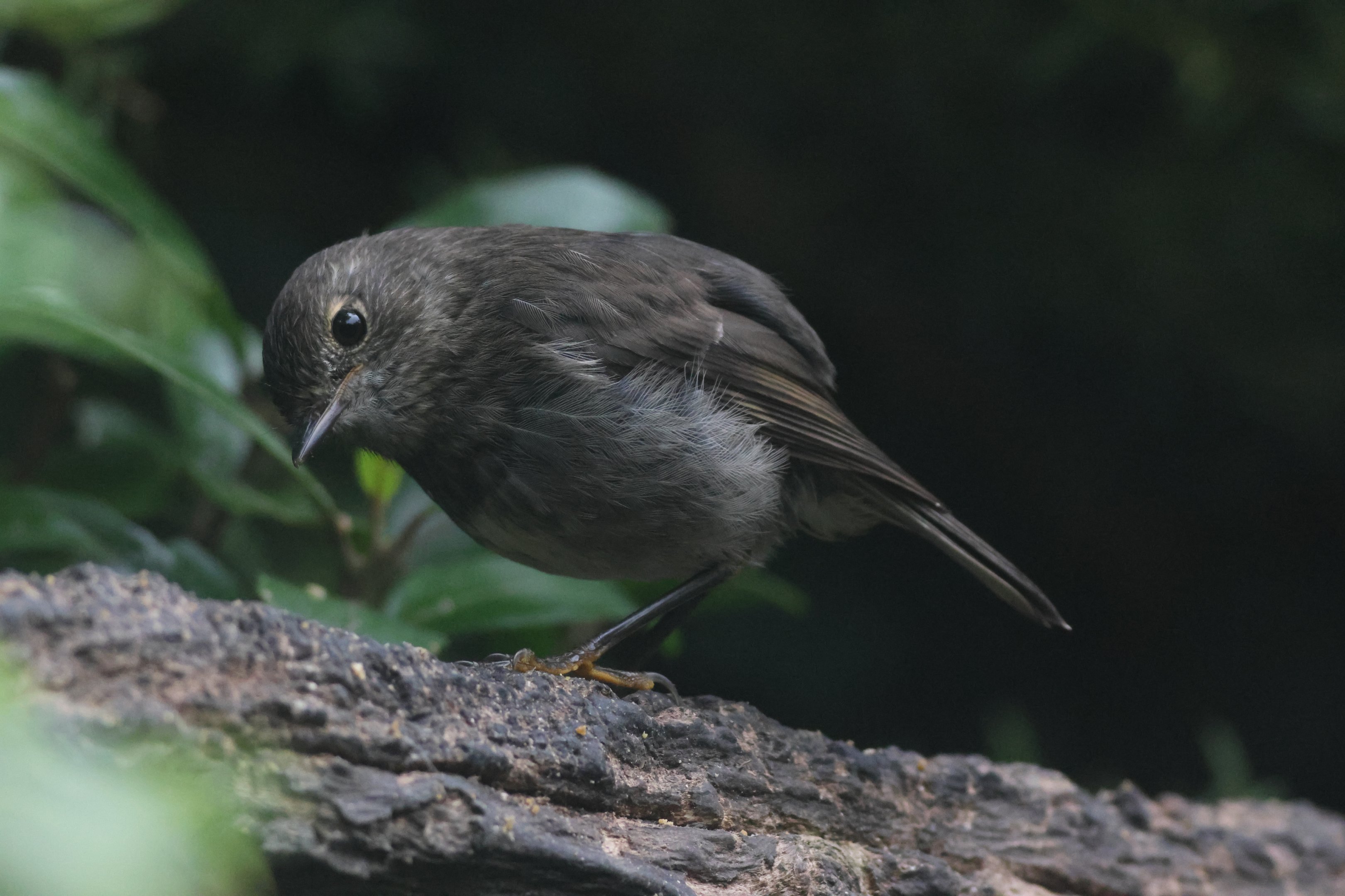 North Island Robin (Petroica longipes) juvenile