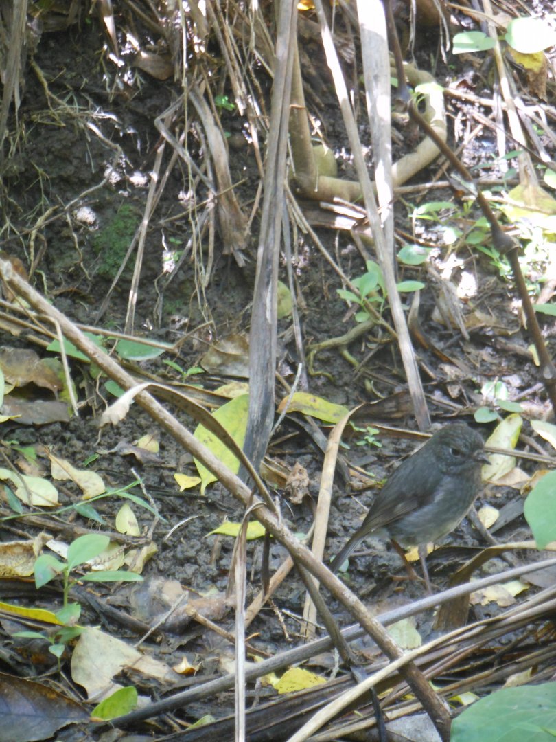 North Island Robin (Petroica longipes)