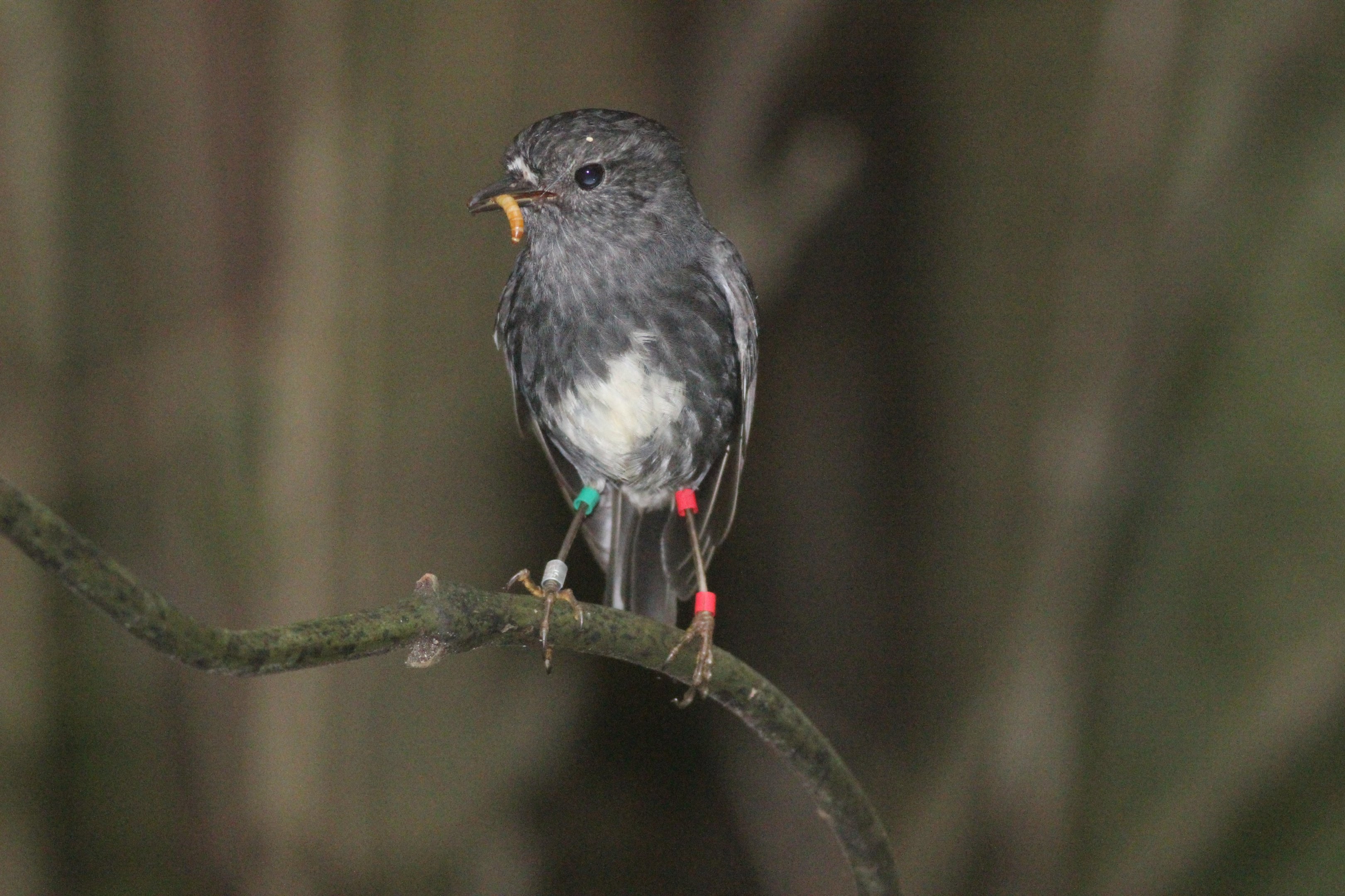 North Island Robin with prey