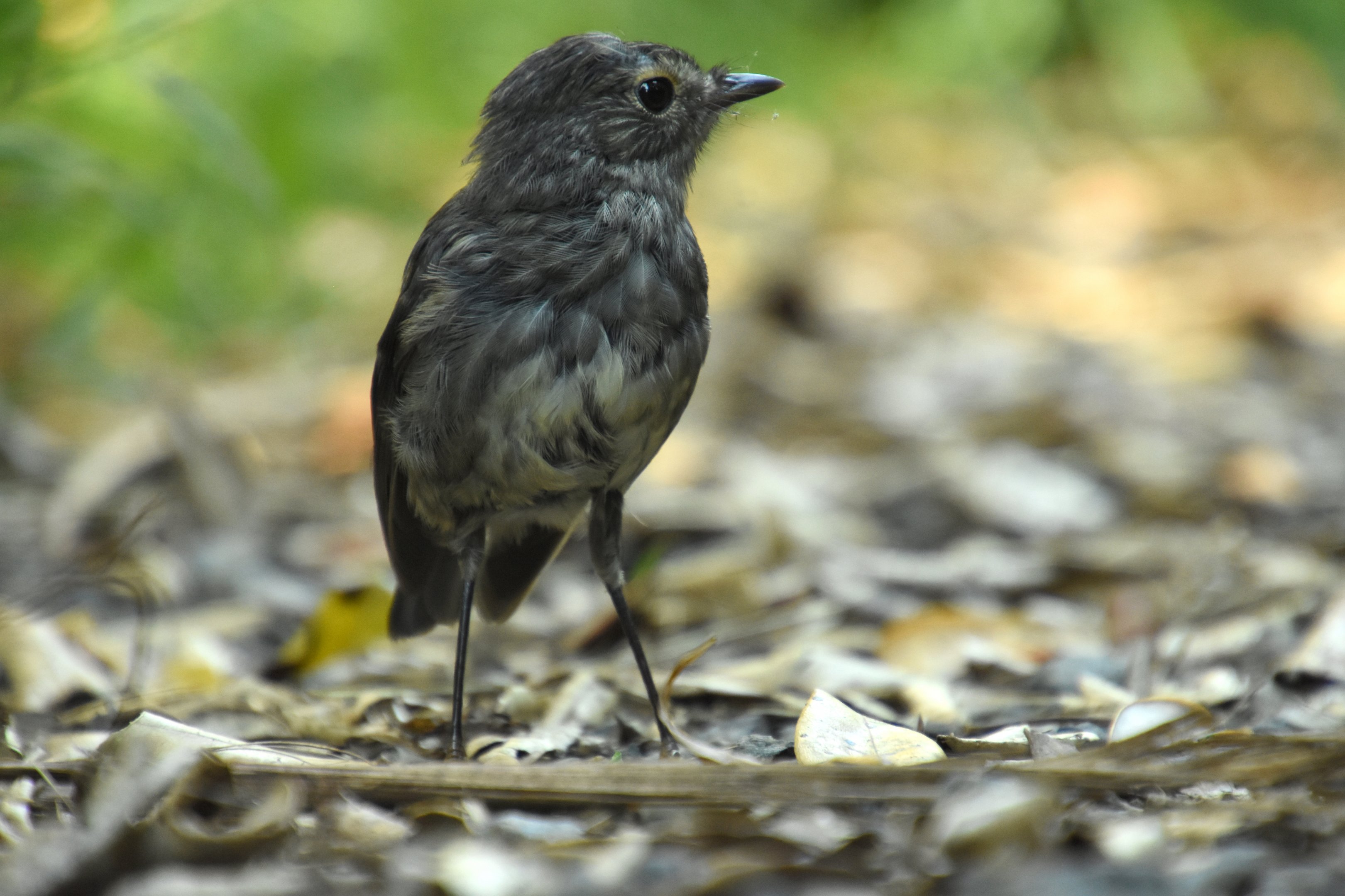 North Island robin