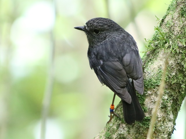 North Island Robin