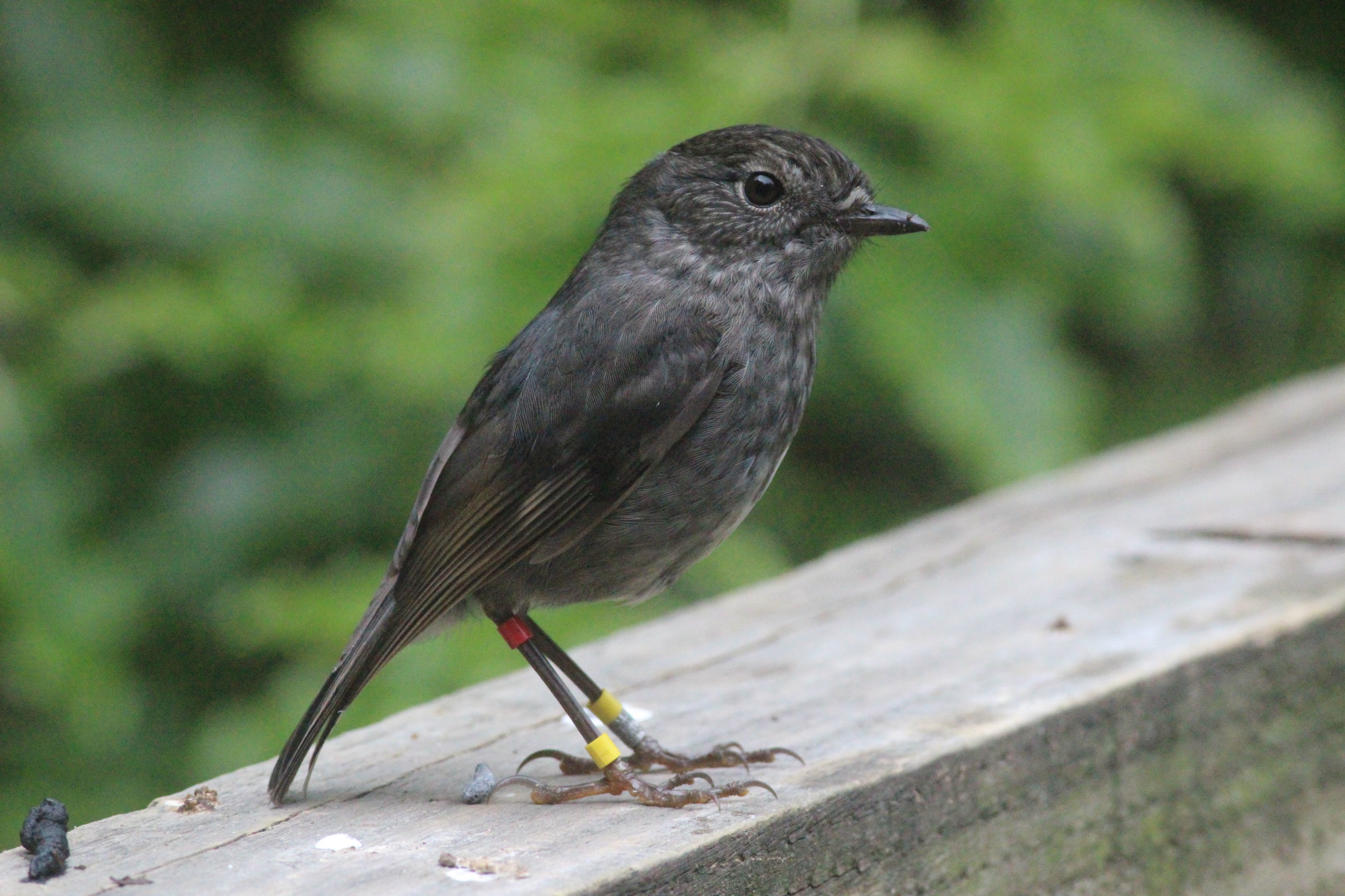 North Island Robin