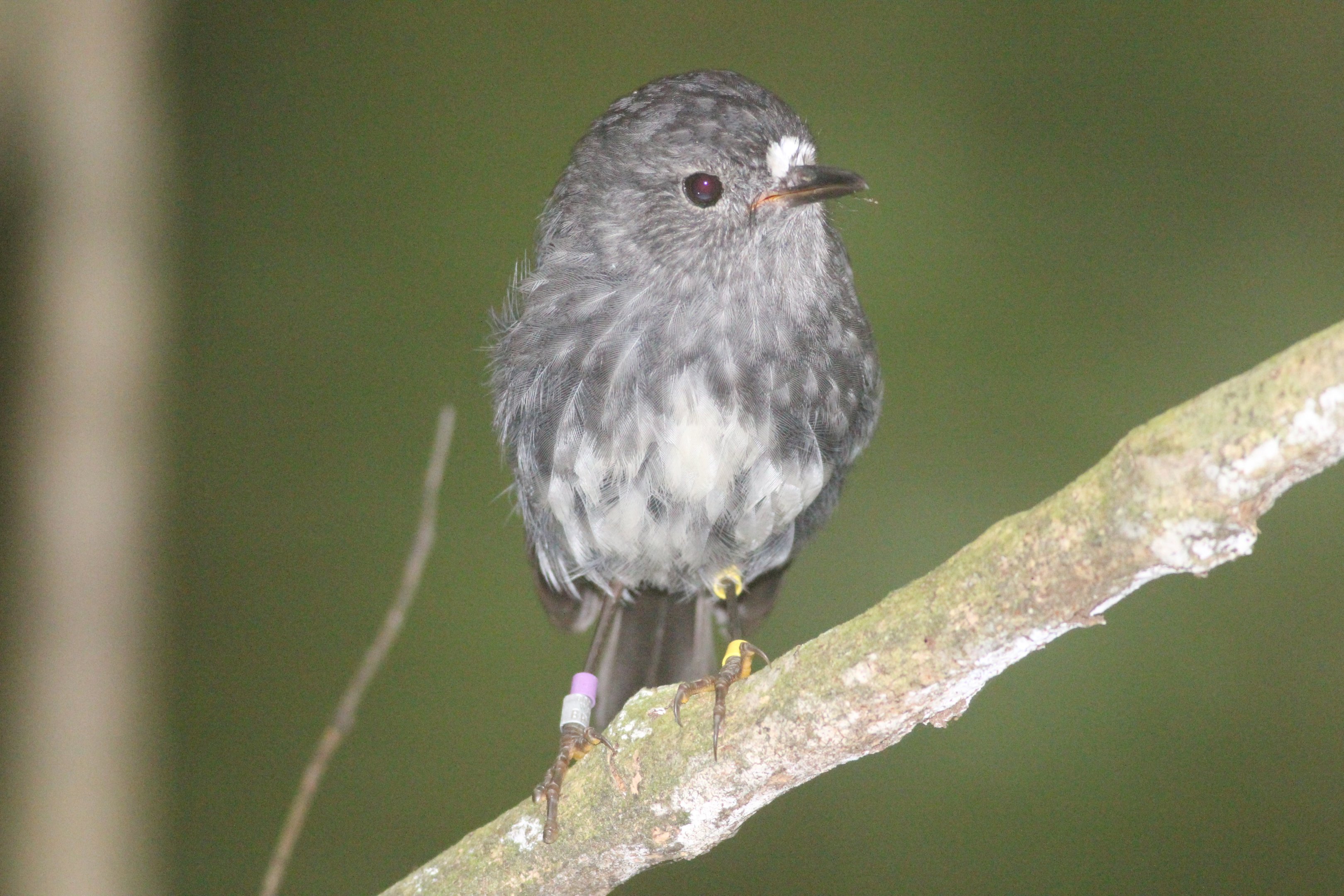 North Island Robin