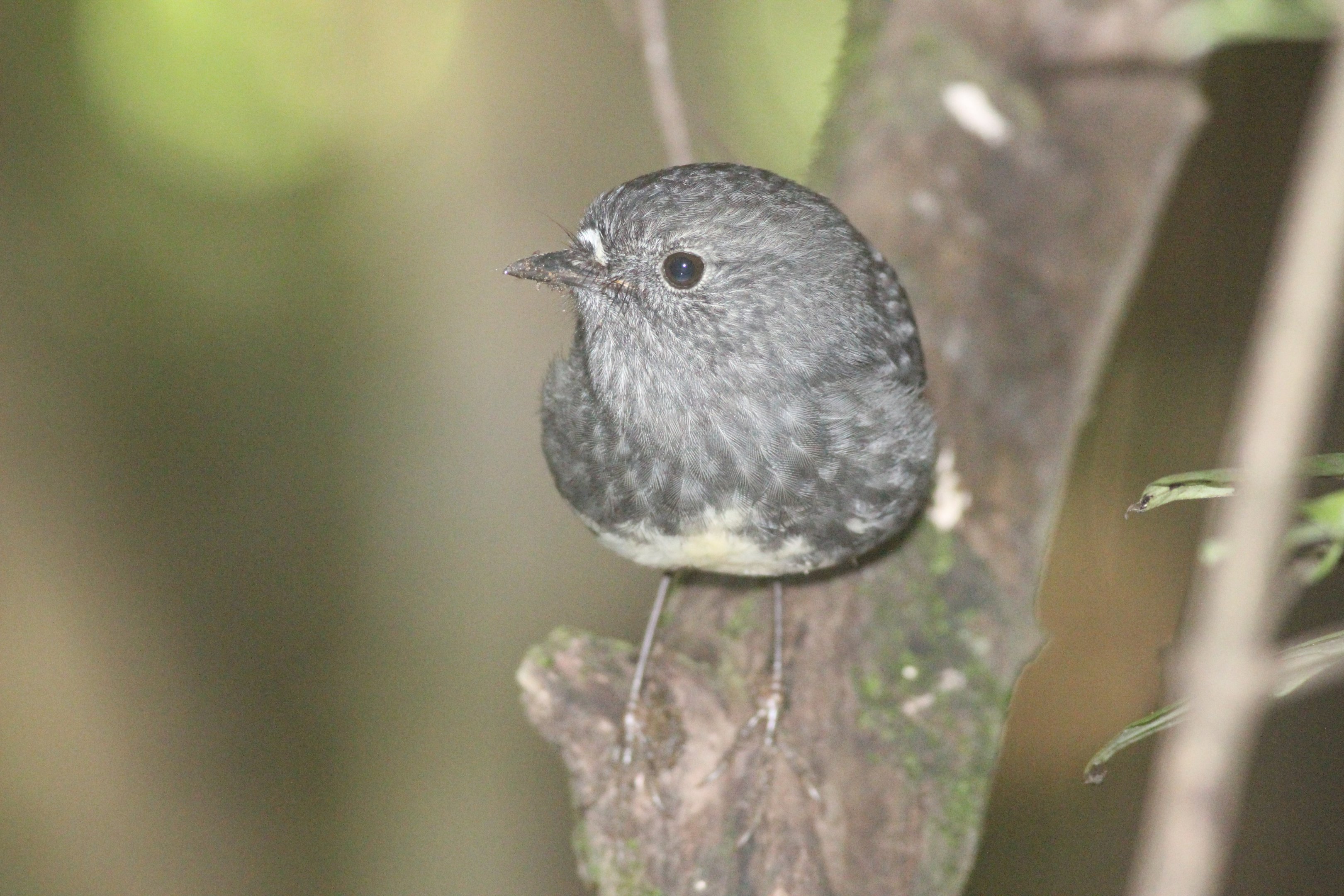 North Island Robin
