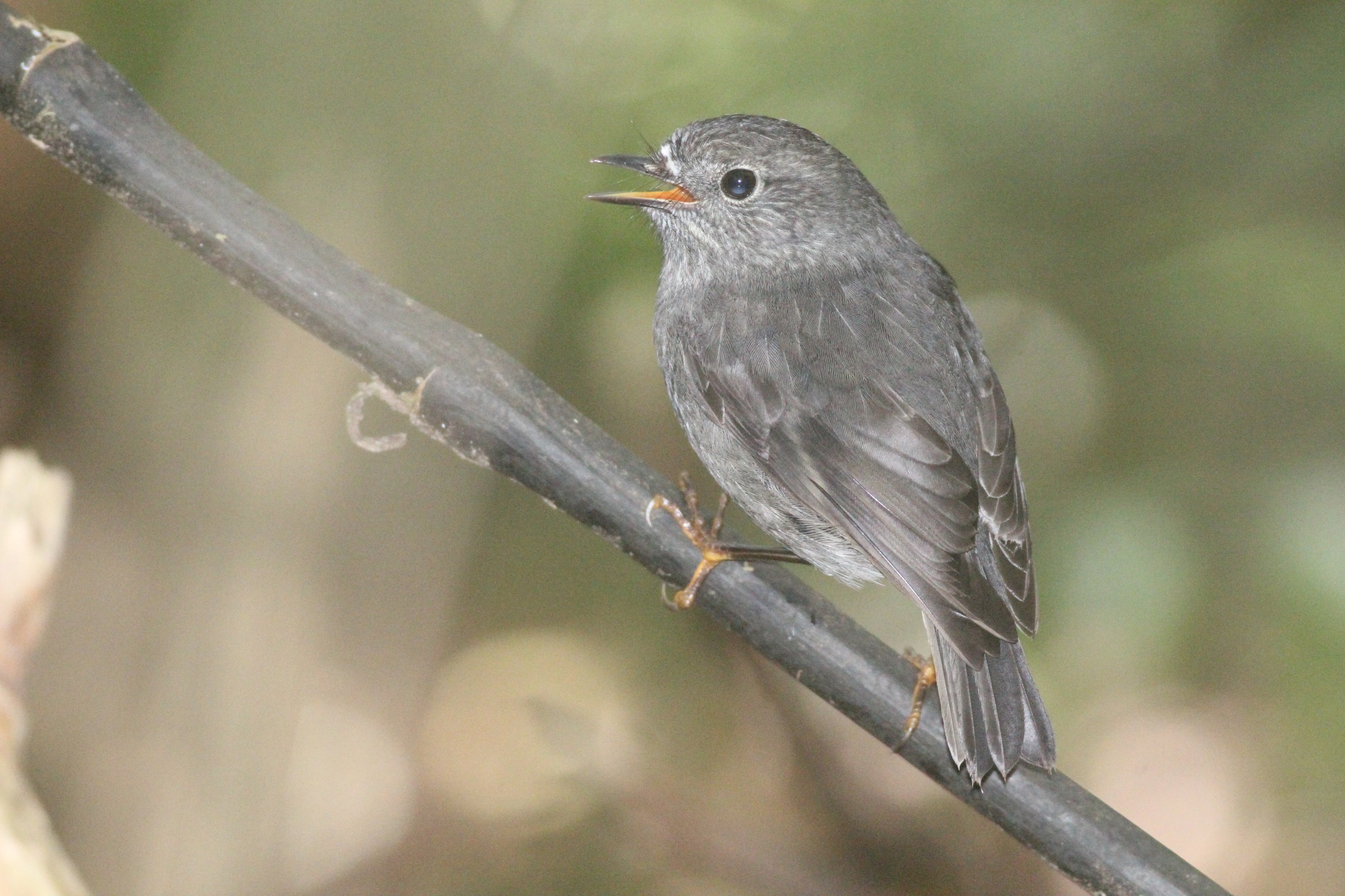 North Island Robin