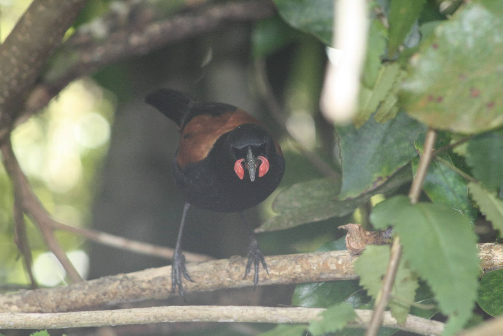 North Island Saddleback 2