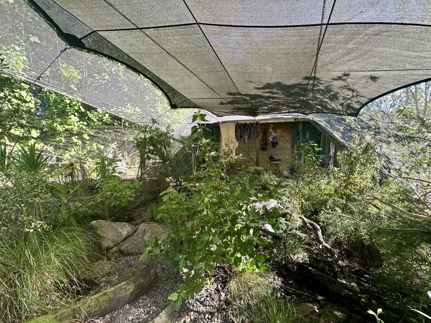 North Island Saddleback Aviary