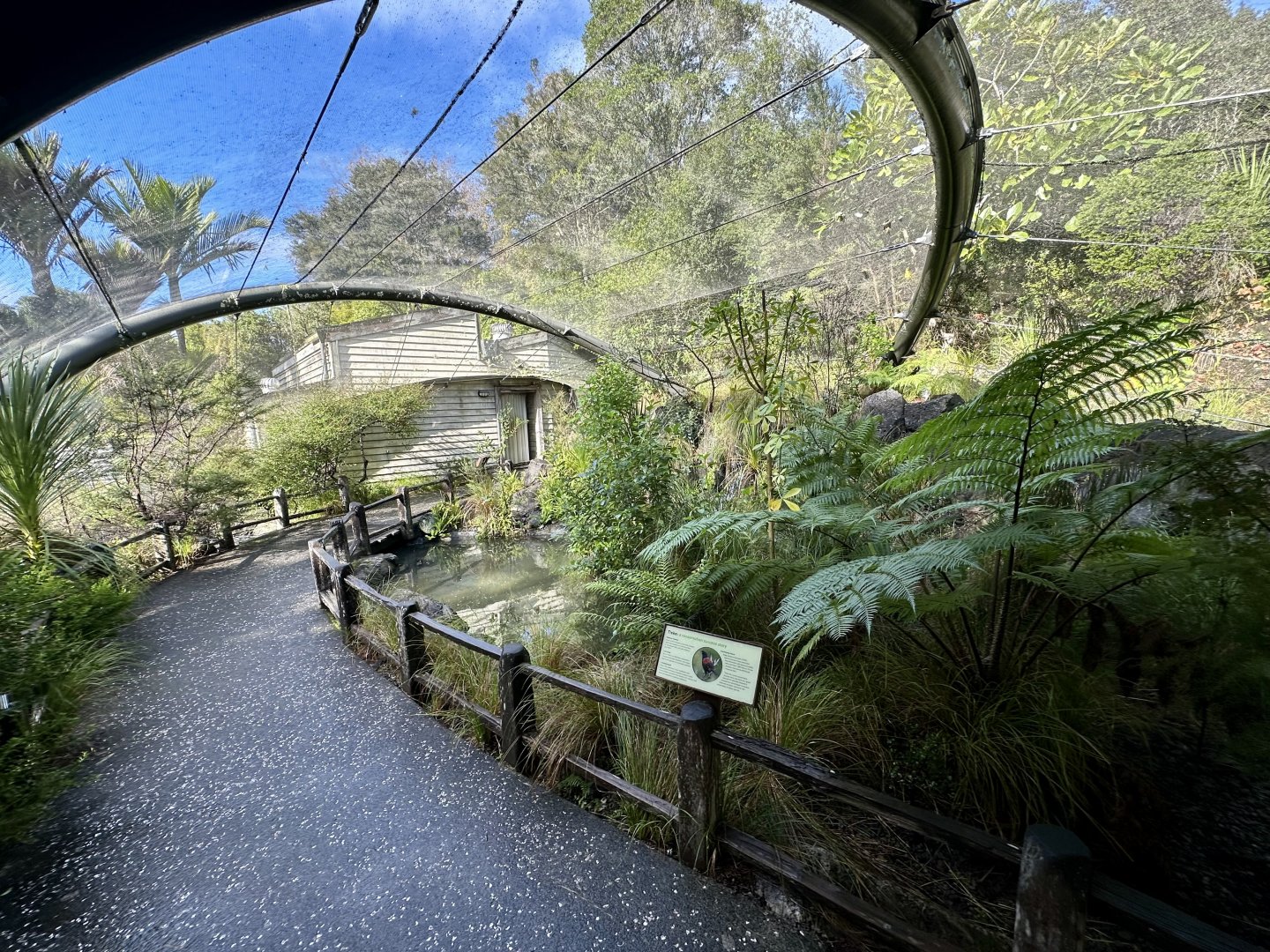 North Island Saddleback Aviary