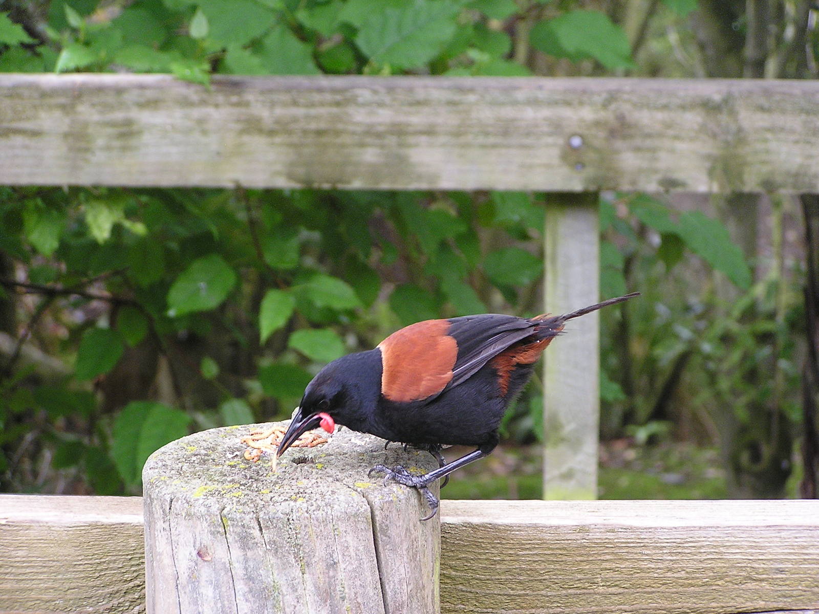 North Island saddleback/ Creadion carunculatus rufusater