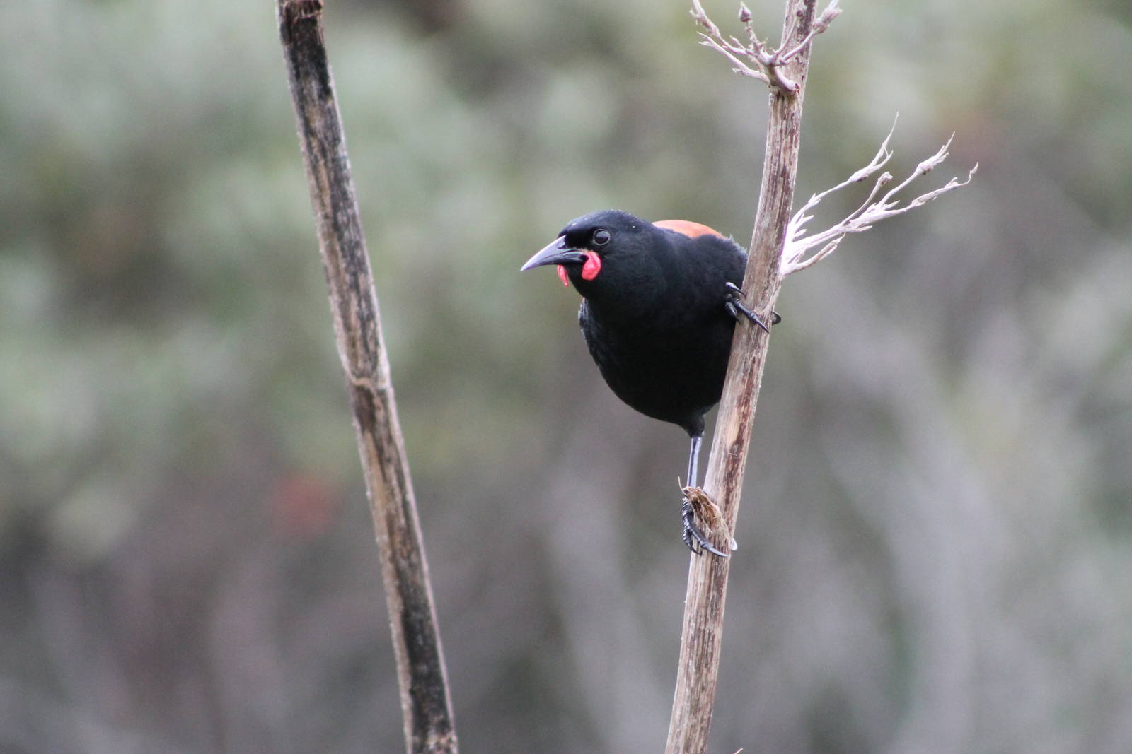 North Island saddleback (Philesturnus carunculatus rufusater)