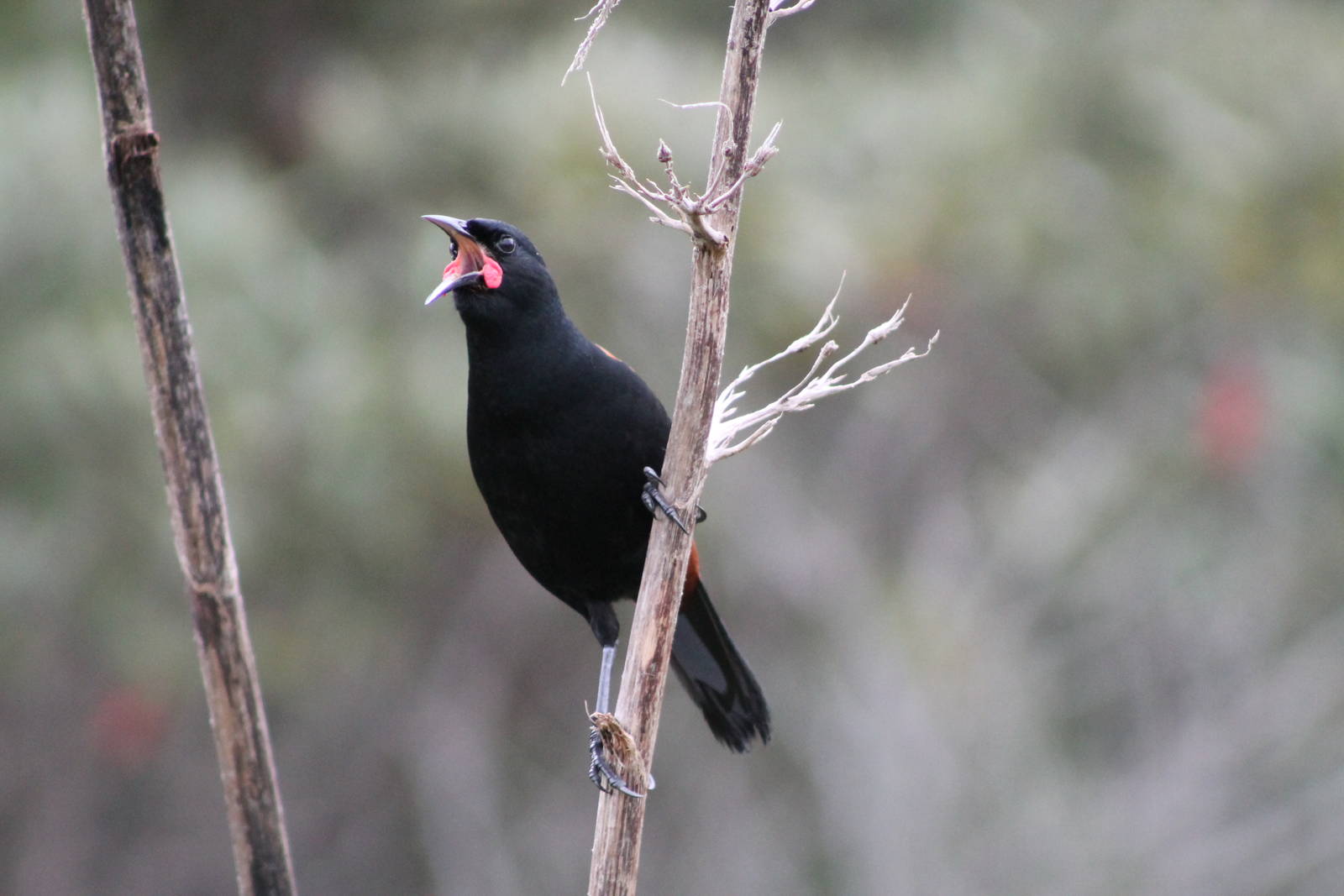 North Island saddleback (Philesturnus carunculatus rufusater)