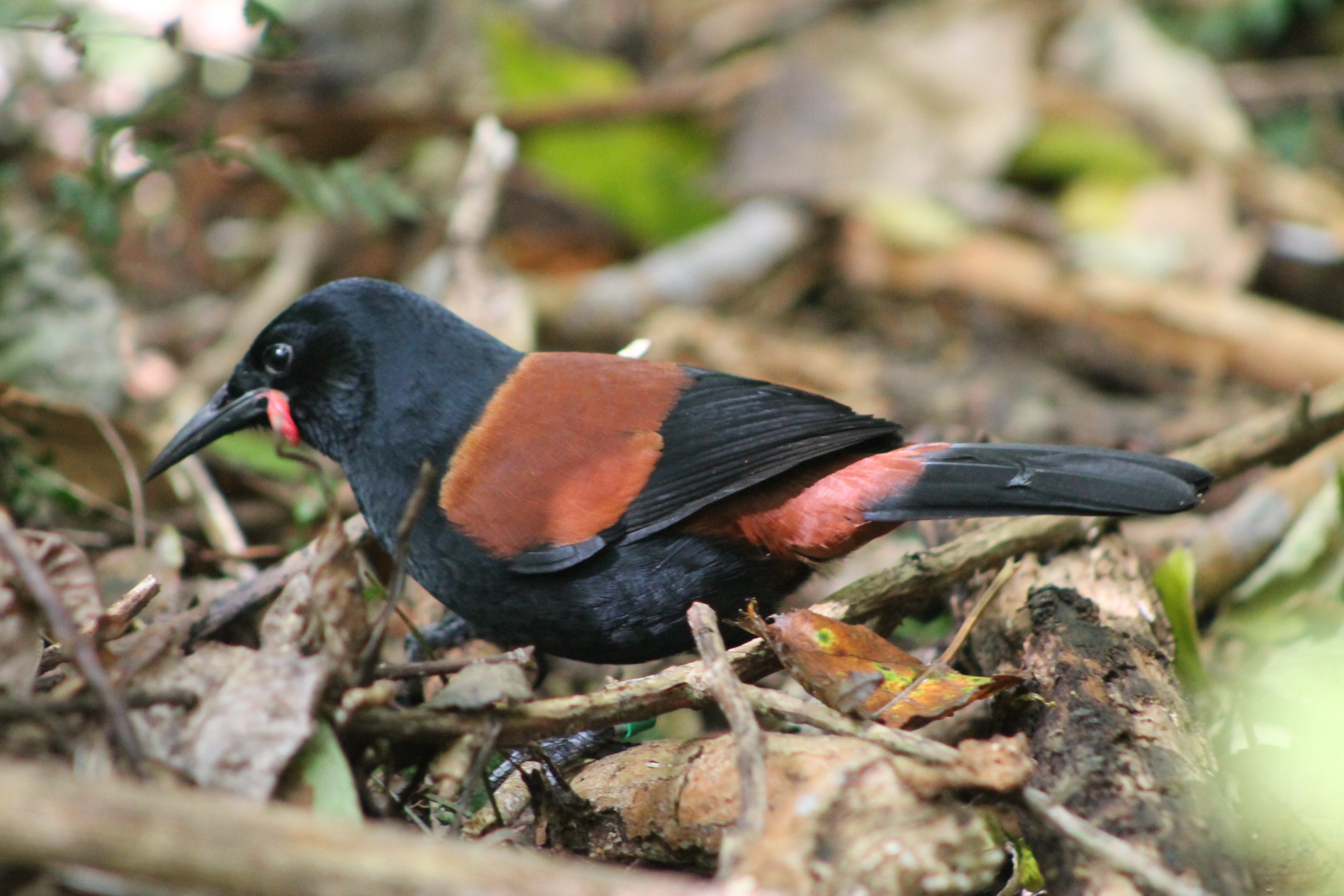 North Island Saddleback (Philesturnus carunculatus rufusater)