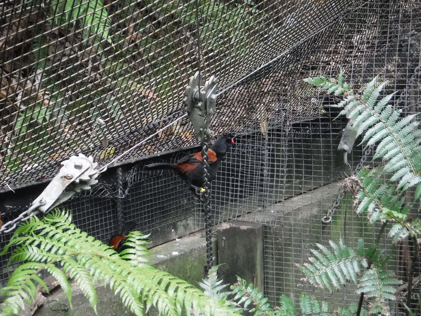 North Island Saddleback (Philesturnus rufusater)