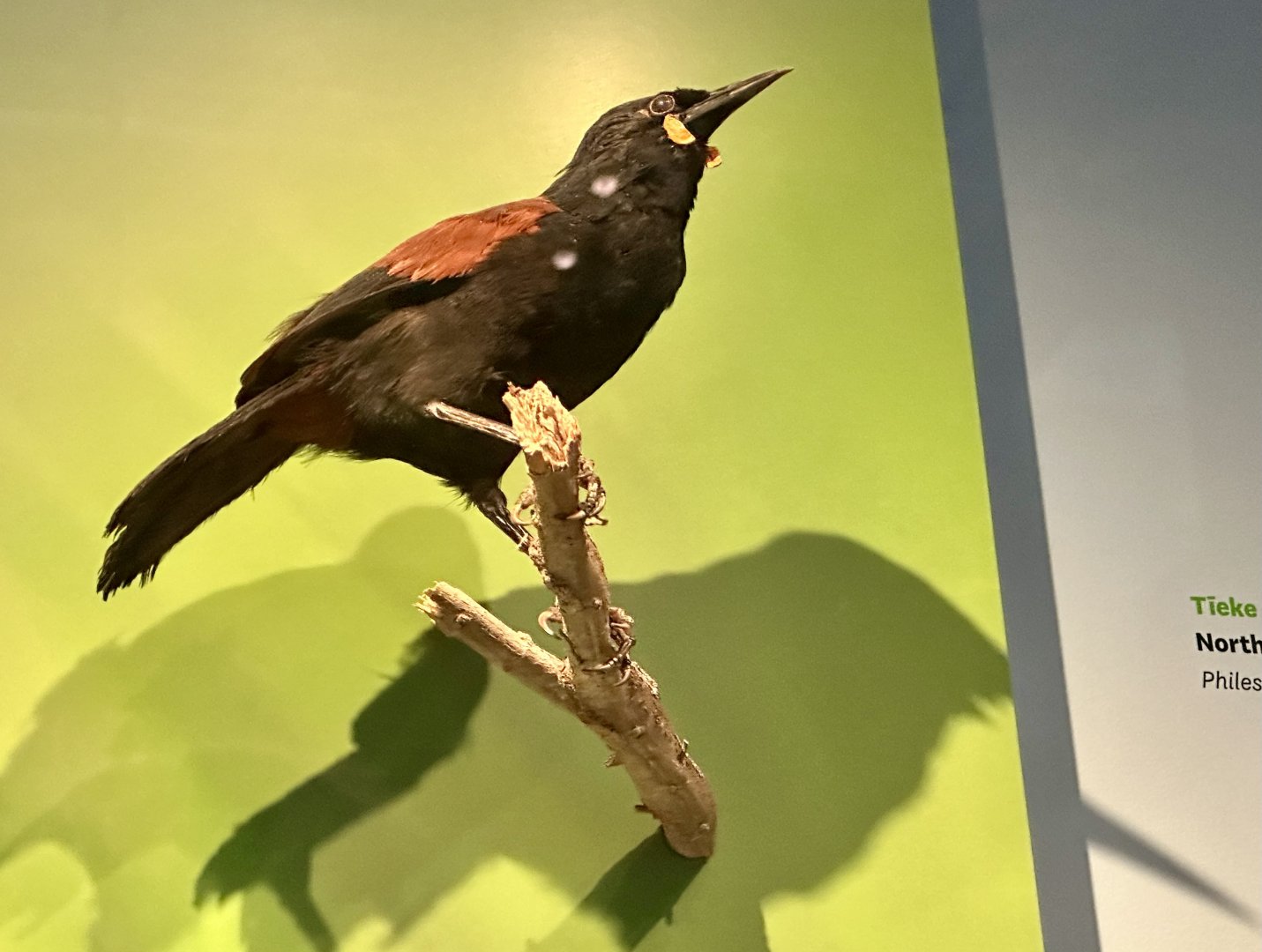 North Island saddleback (Philesturnus rufusater)