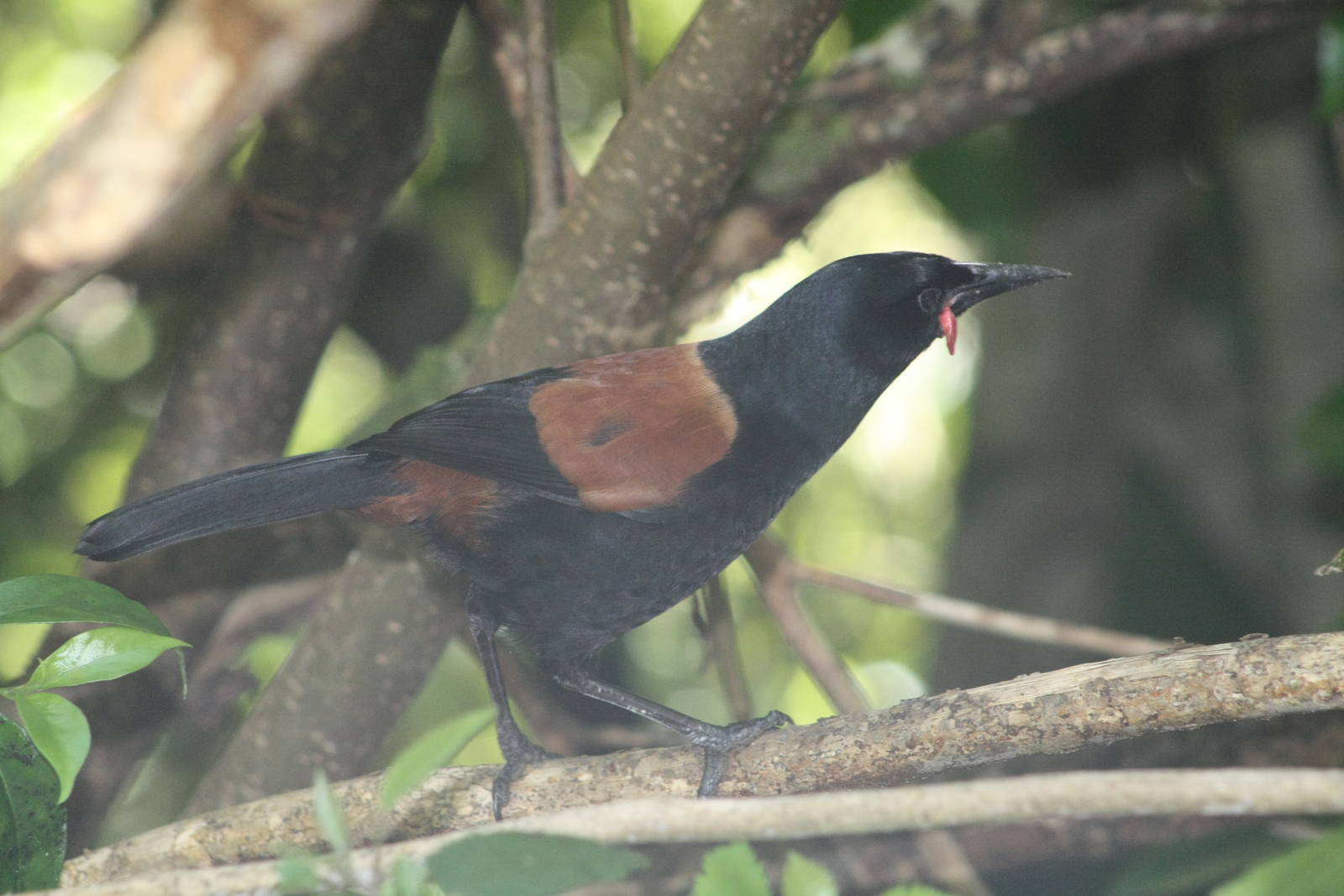 North Island Saddleback