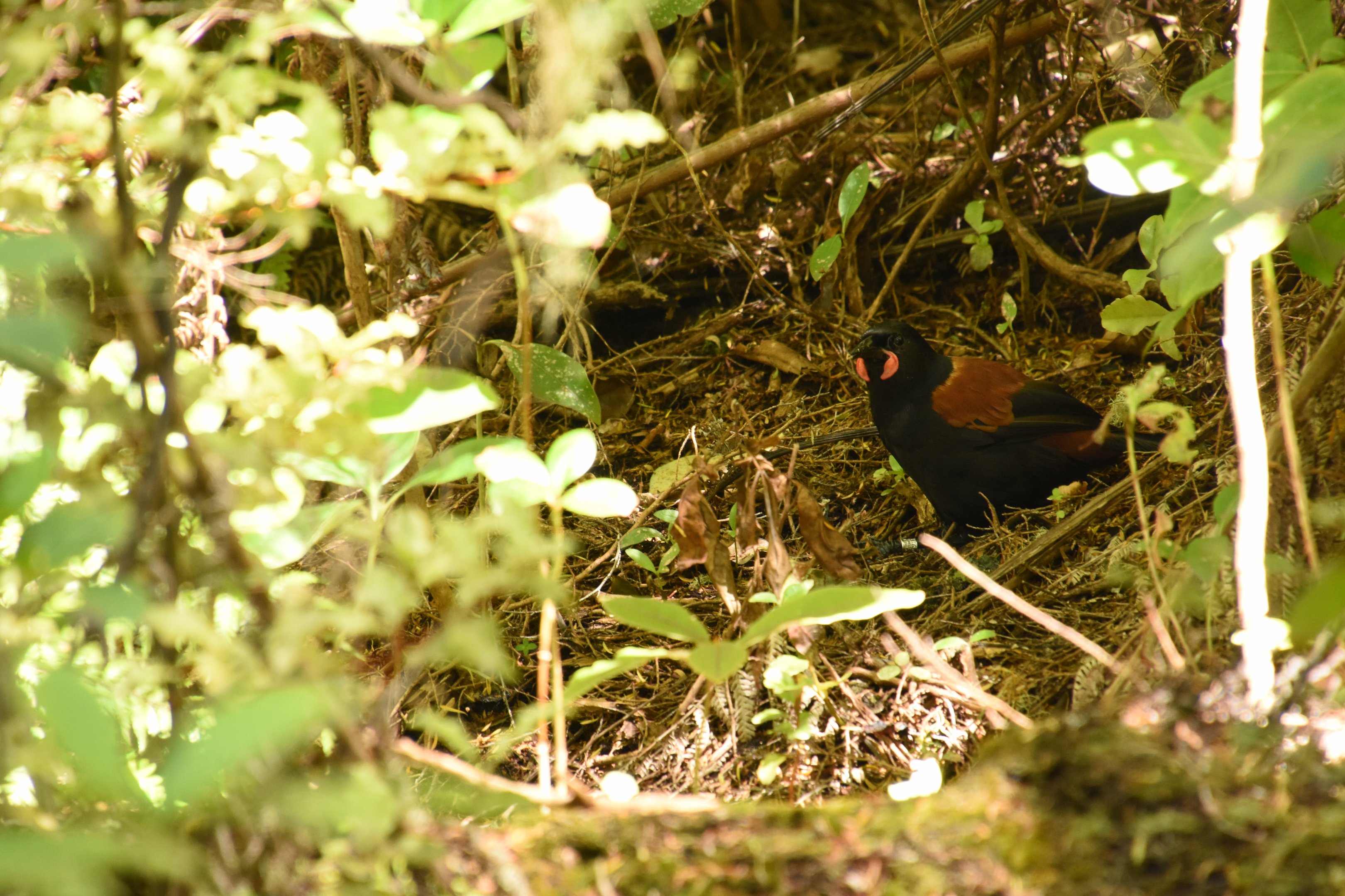 North Island saddleback