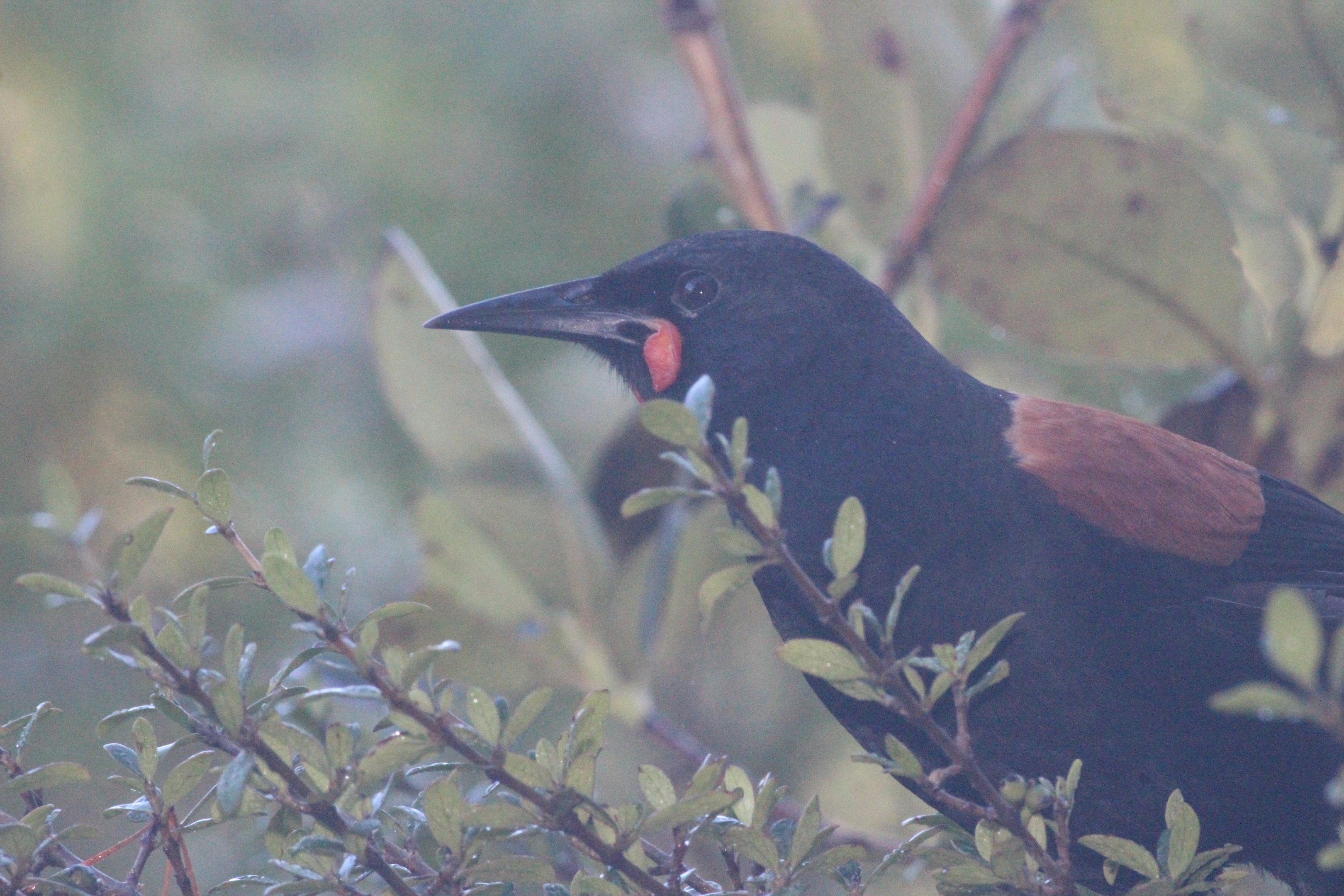 North Island Saddleback