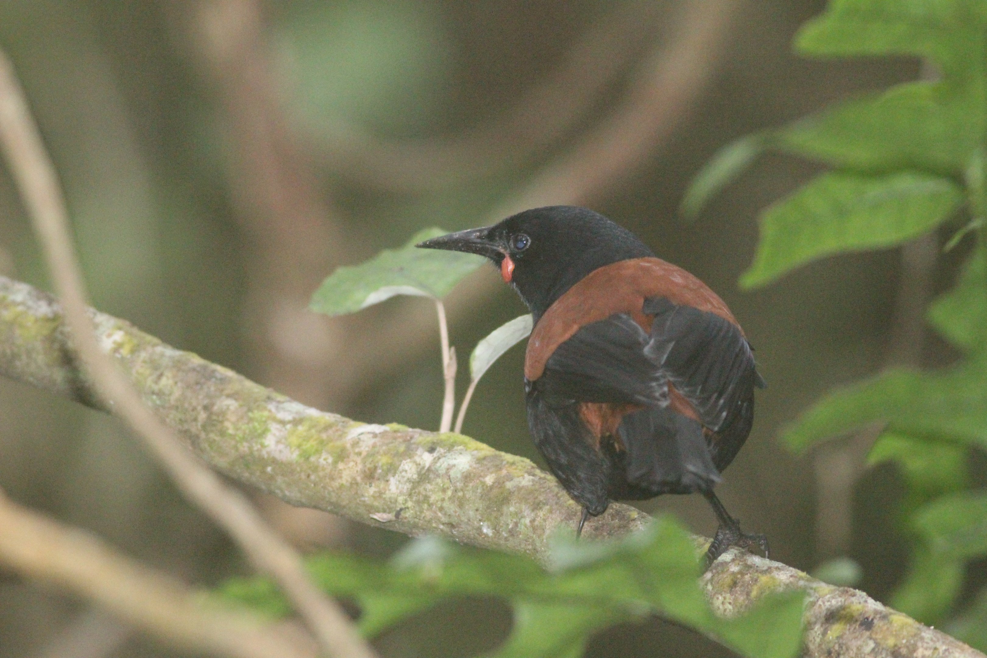 North Island Saddleback