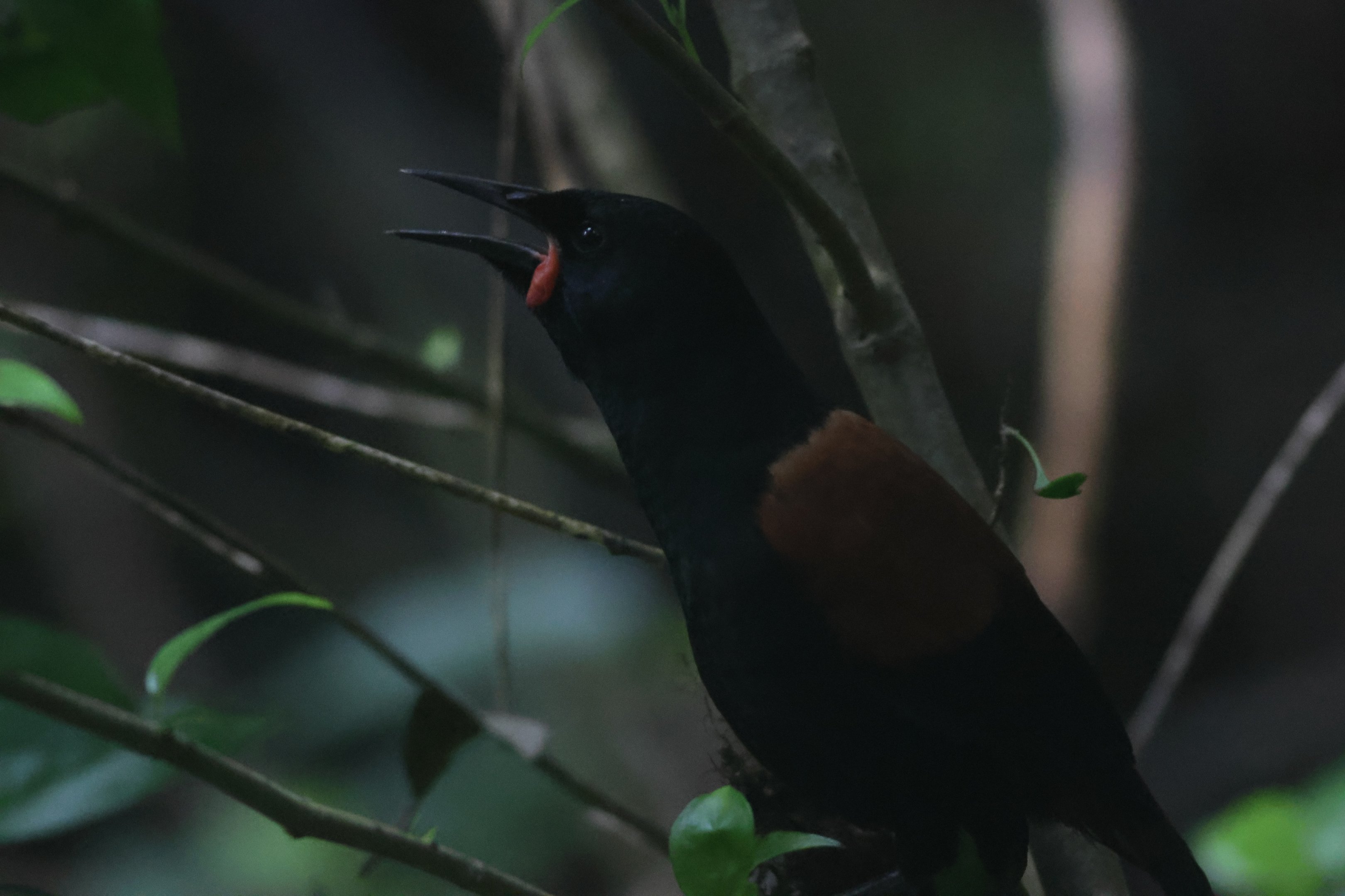North Island Saddleback