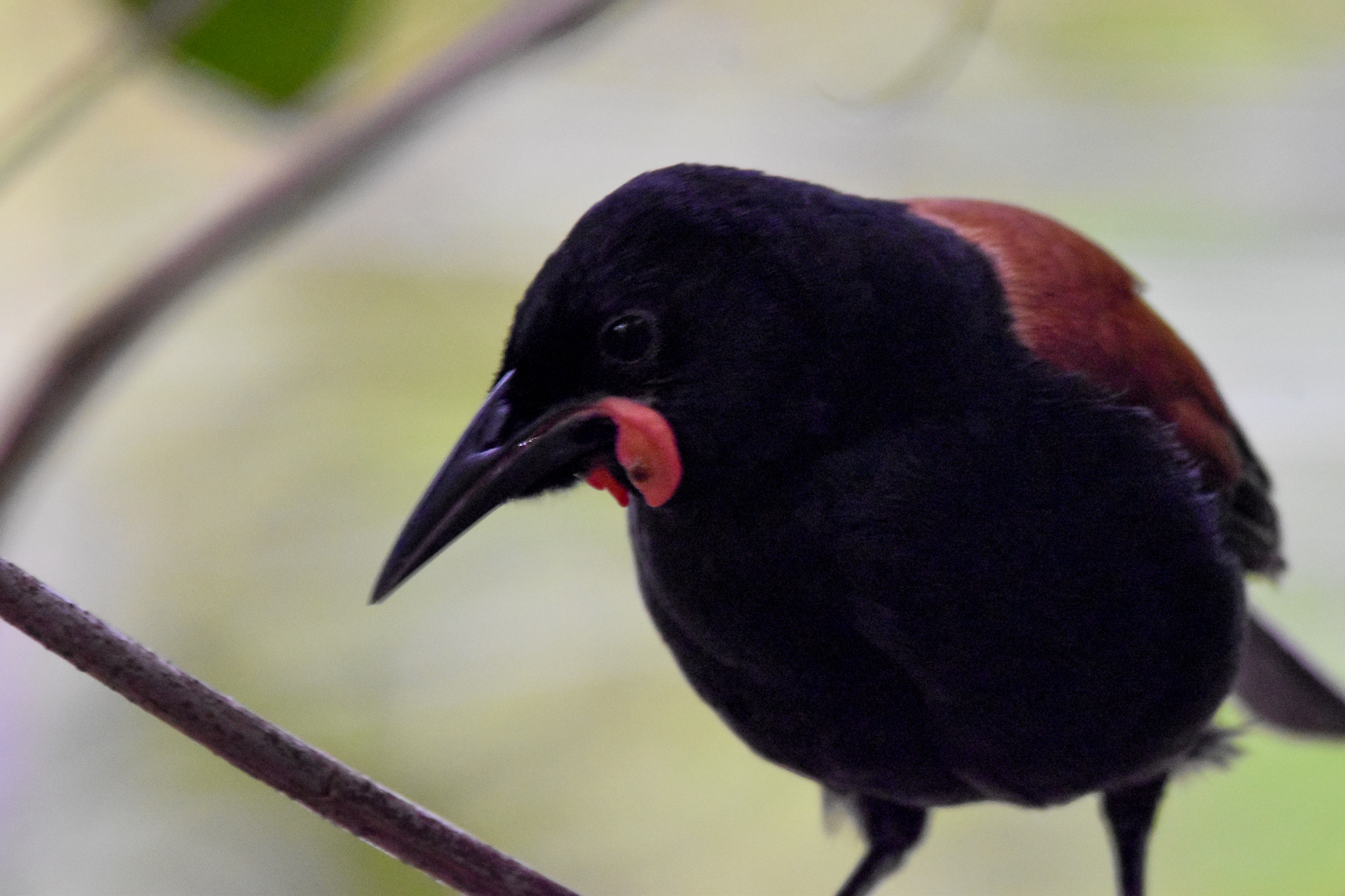 North Island Saddleback
