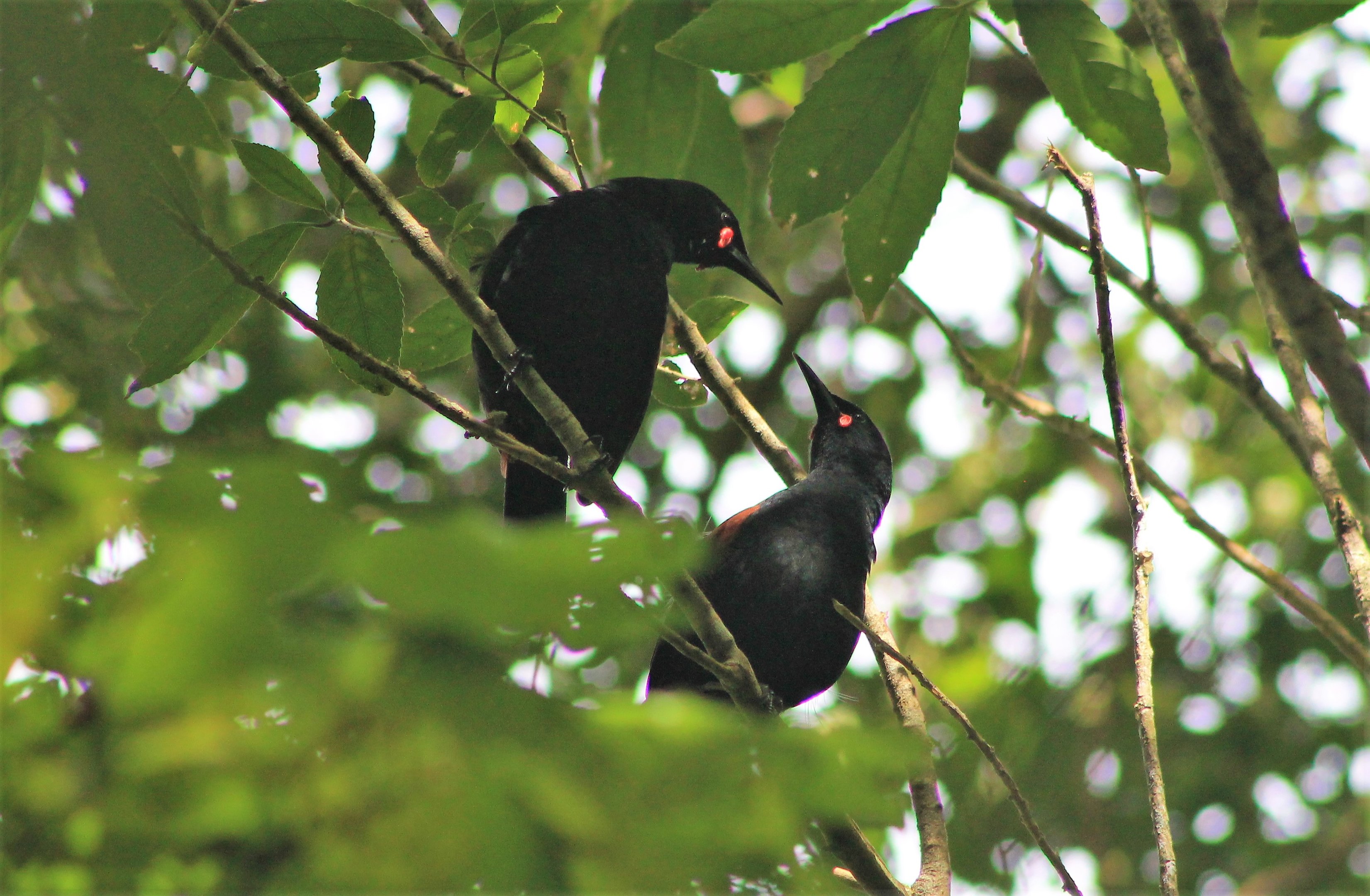 North Island Saddlebacks