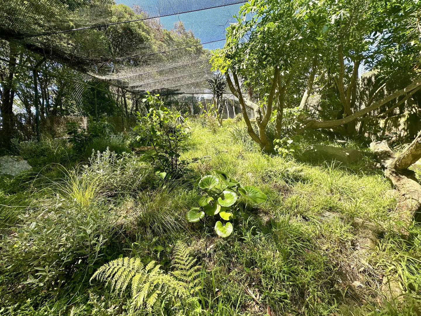 North Island Weka Exhibit