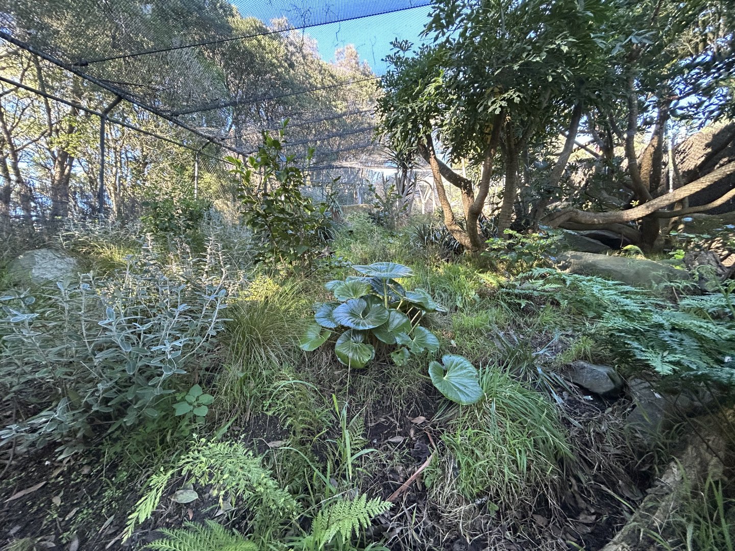 North Island Weka Exhibit