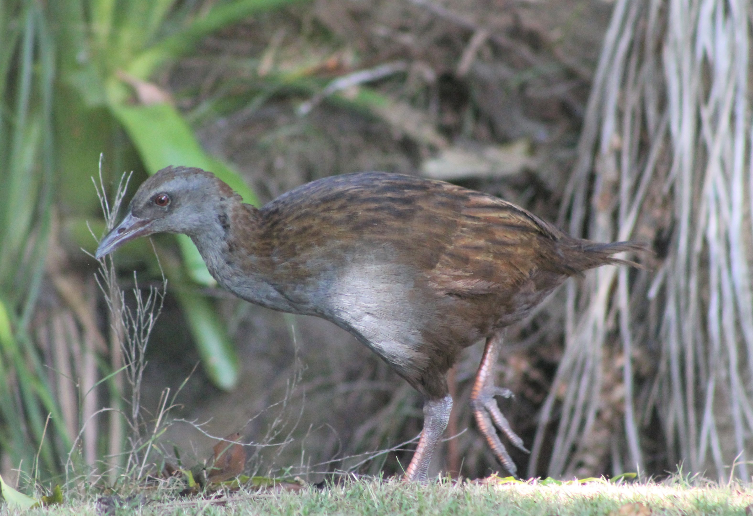 North Island Weka (Gallirallus australis greyi)