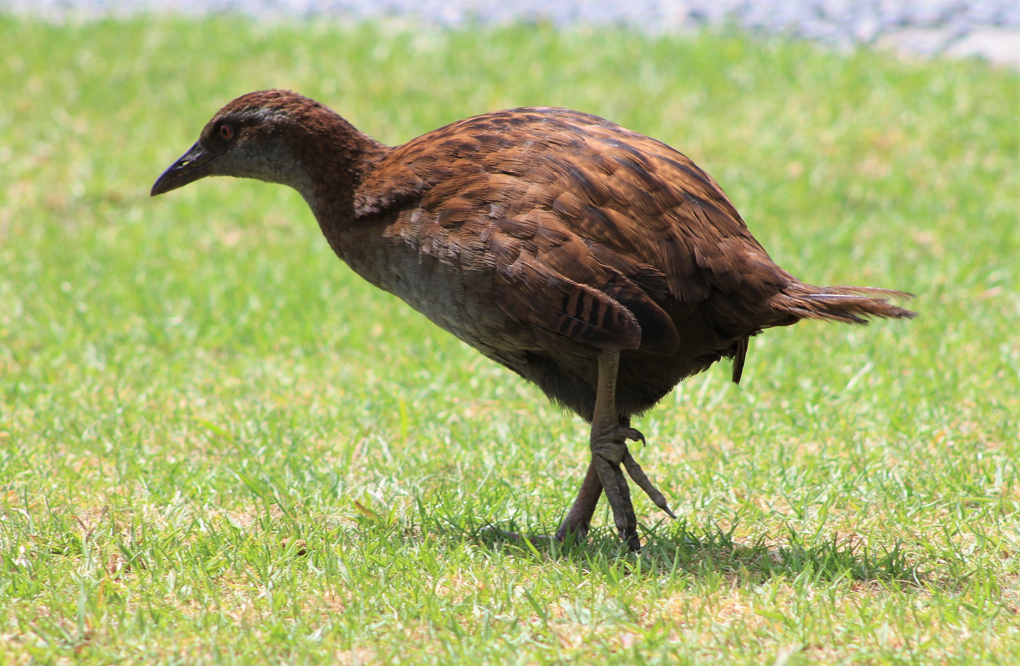 North Island Weka (Gallirallus australis greyi)
