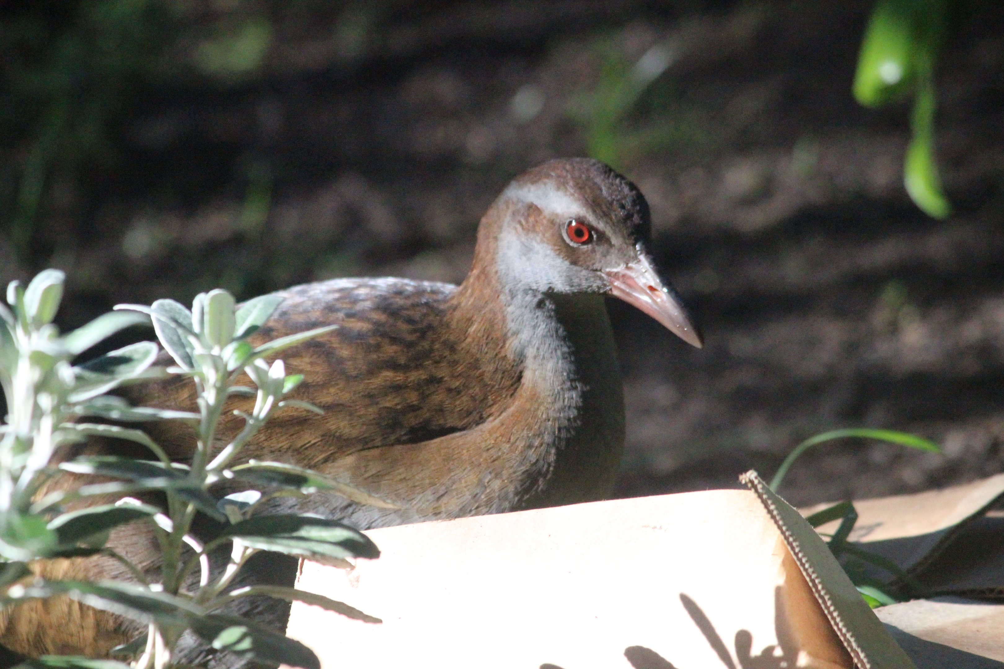 North Island Weka