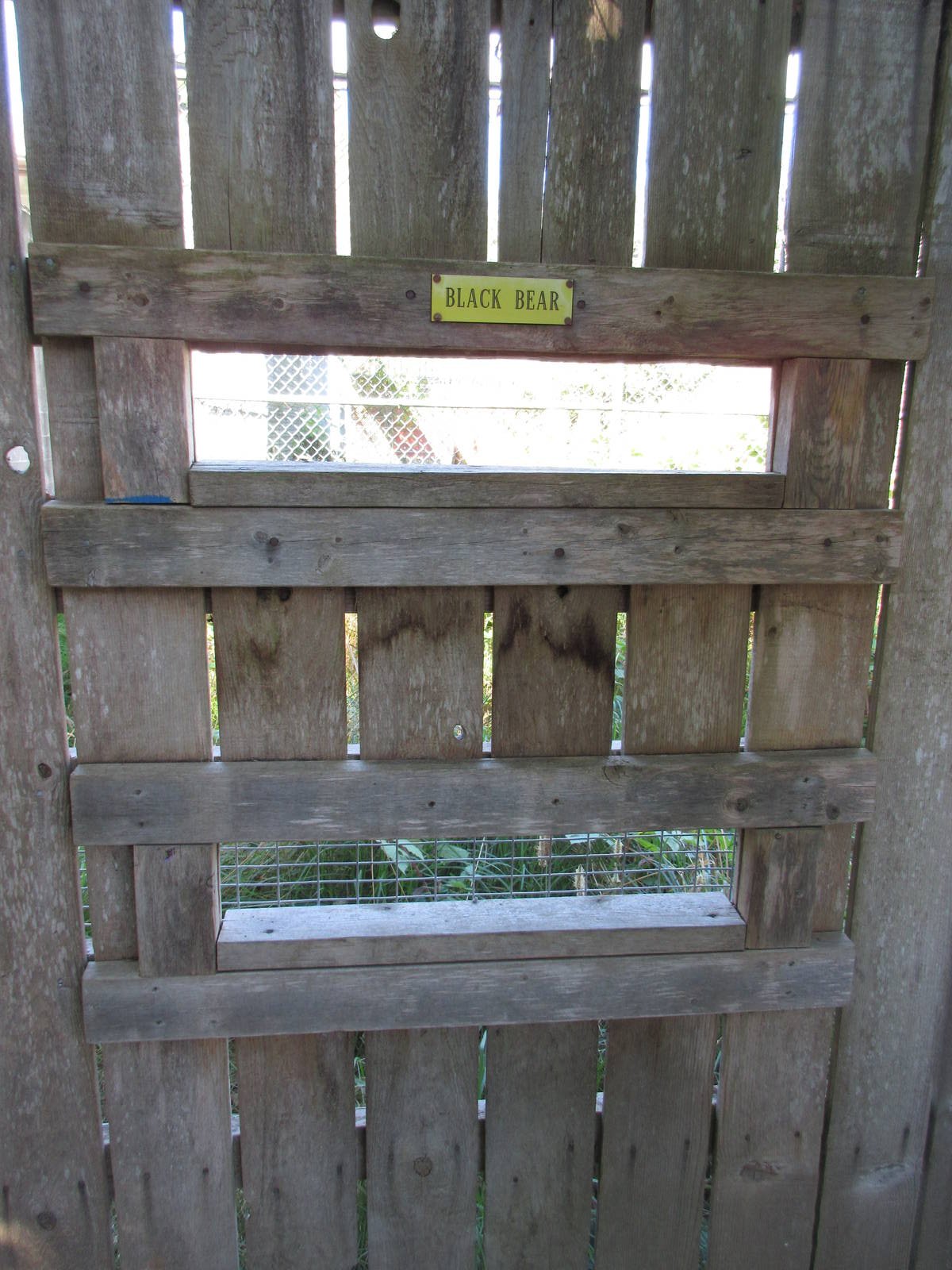 North Island Wildlife Recovery Centre - American Black Bear Exhibit Viewing