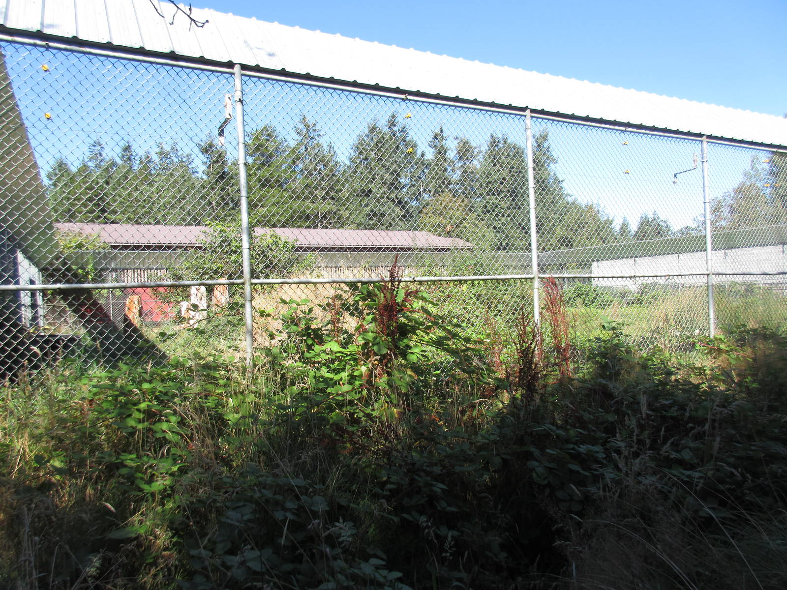 North Island Wildlife Recovery Centre - American Black Bear Exhibit