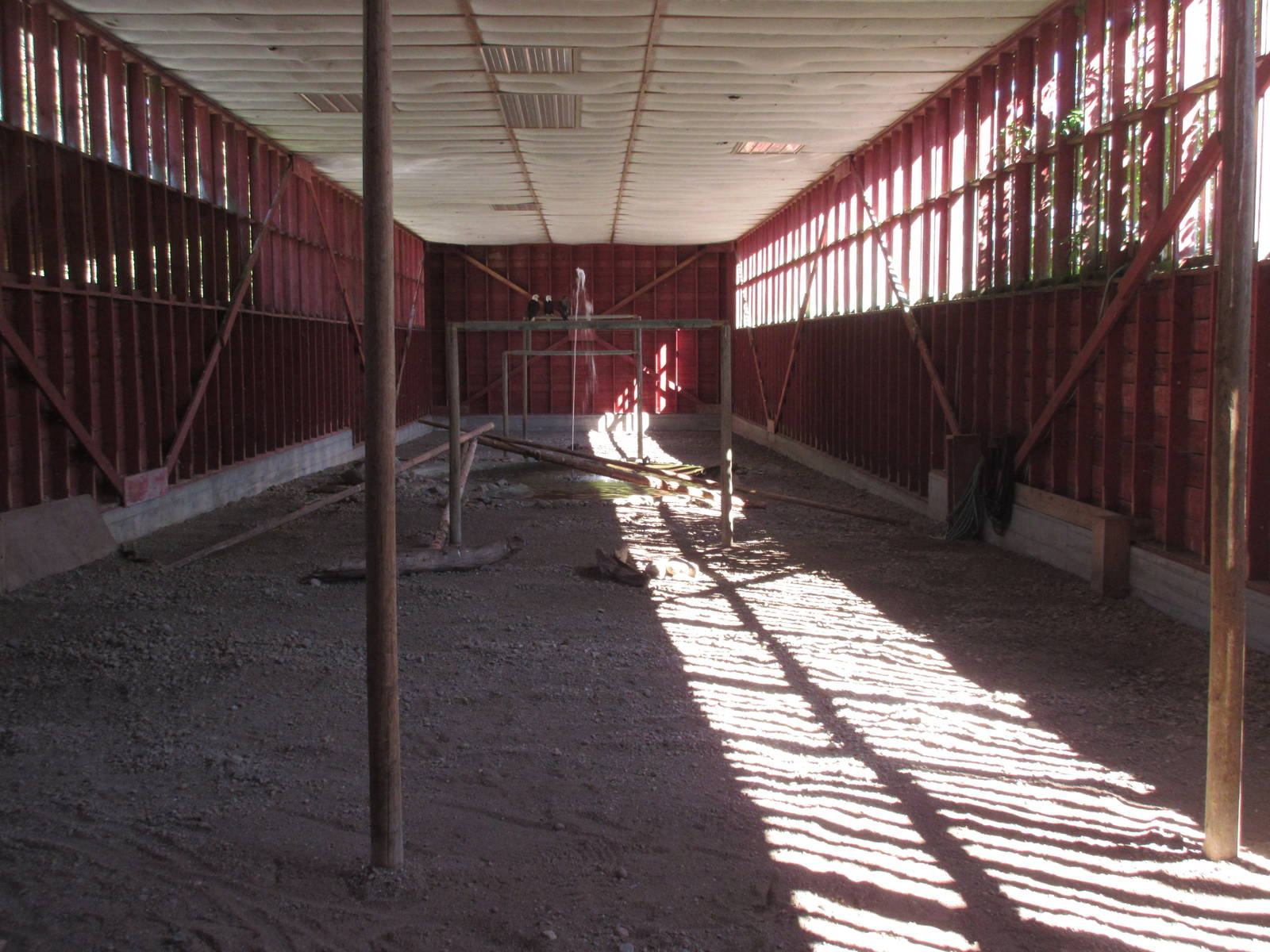 North Island Wildlife Recovery Centre - Bald Eagle Flight Cage (140 feet lo