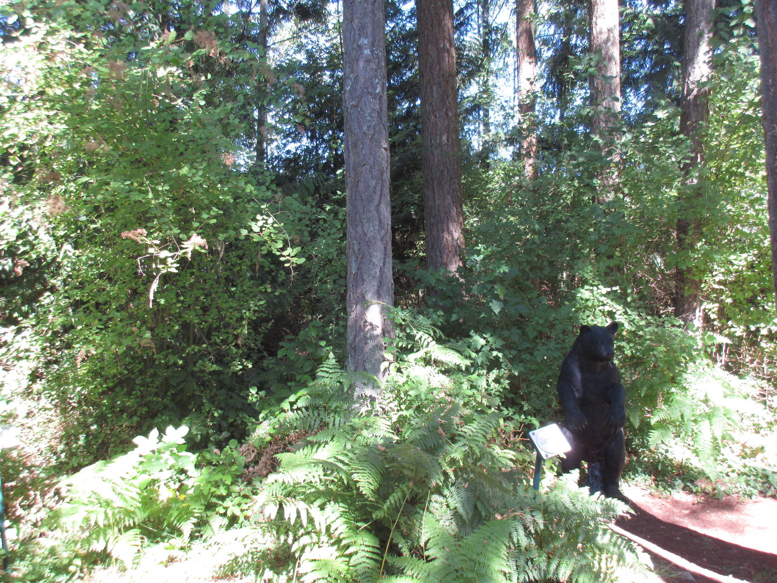 North Island Wildlife Recovery Centre - Mini Nature Trail (with black bear