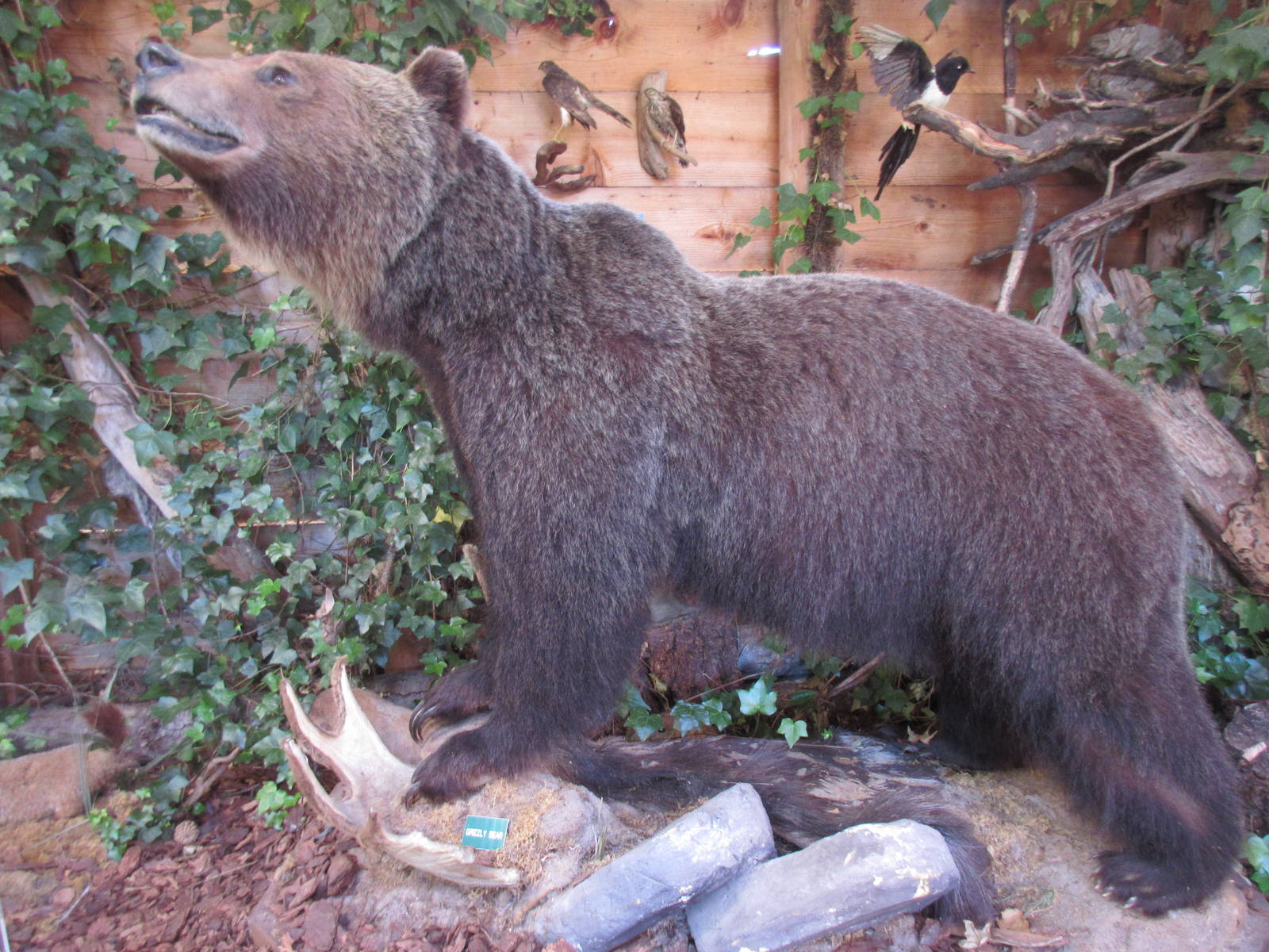 North Island Wildlife Recovery Centre - Museum of Nature