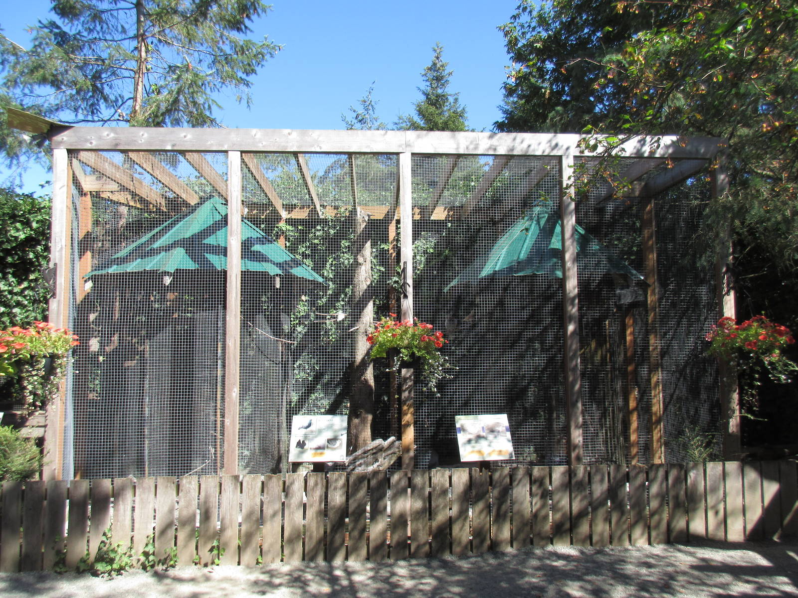 North Island Wildlife Recovery Centre - Rock Dove/Ring-Necked Dove/Eurasian