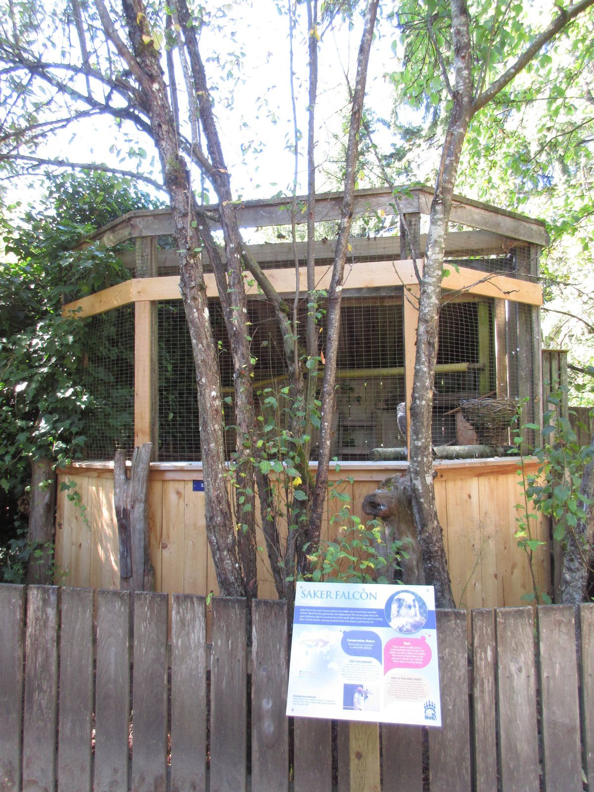 North Island Wildlife Recovery Centre - Saker Falcon Exhibit