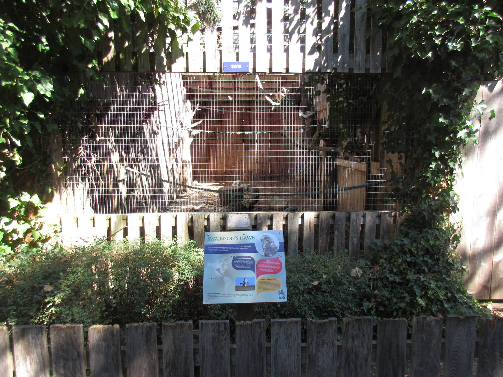North Island Wildlife Recovery Centre - Swainson's Hawk Exhibit