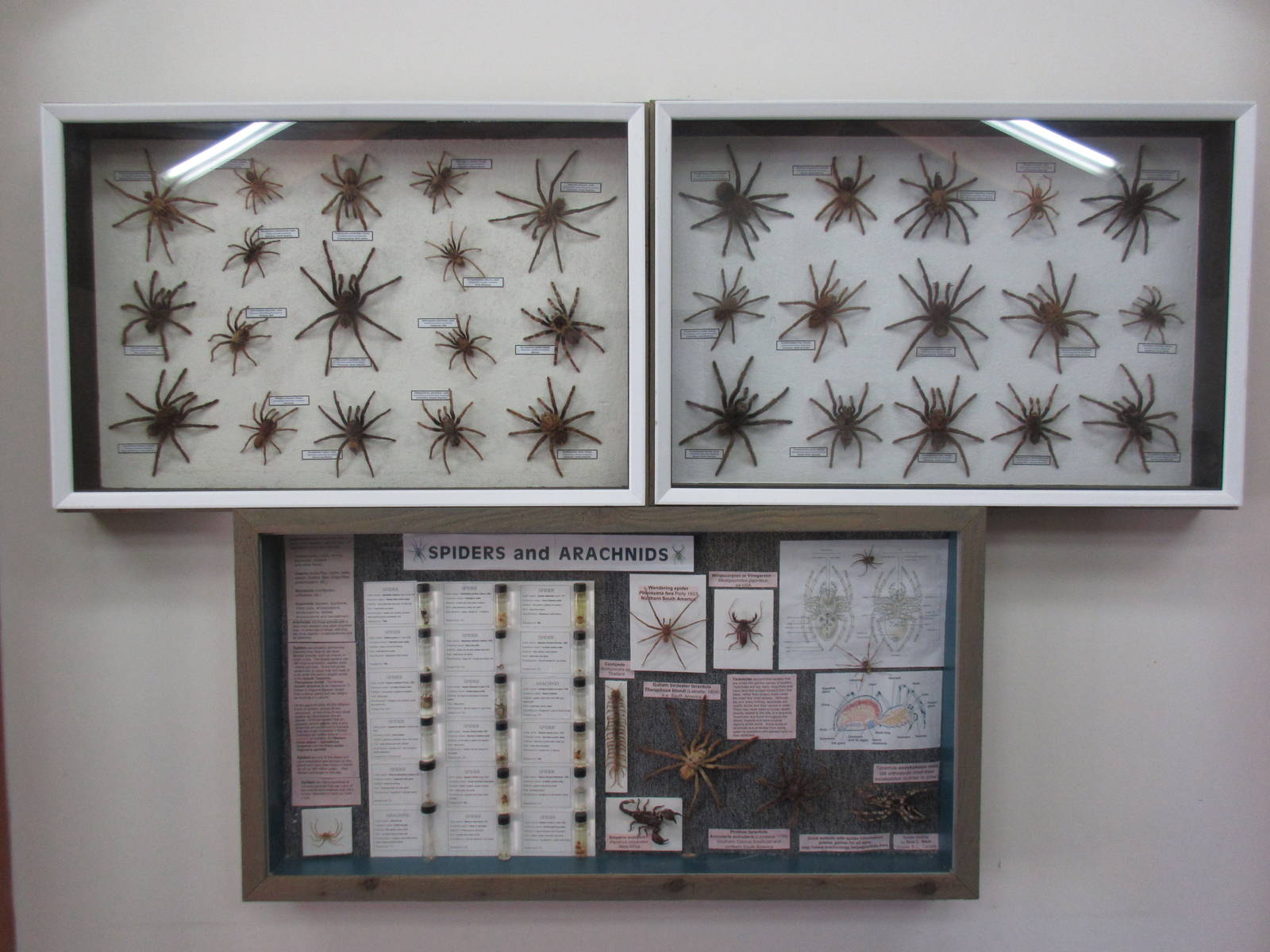 North Island Wildlife Recovery Centre - Taxidermy: Tarantulas