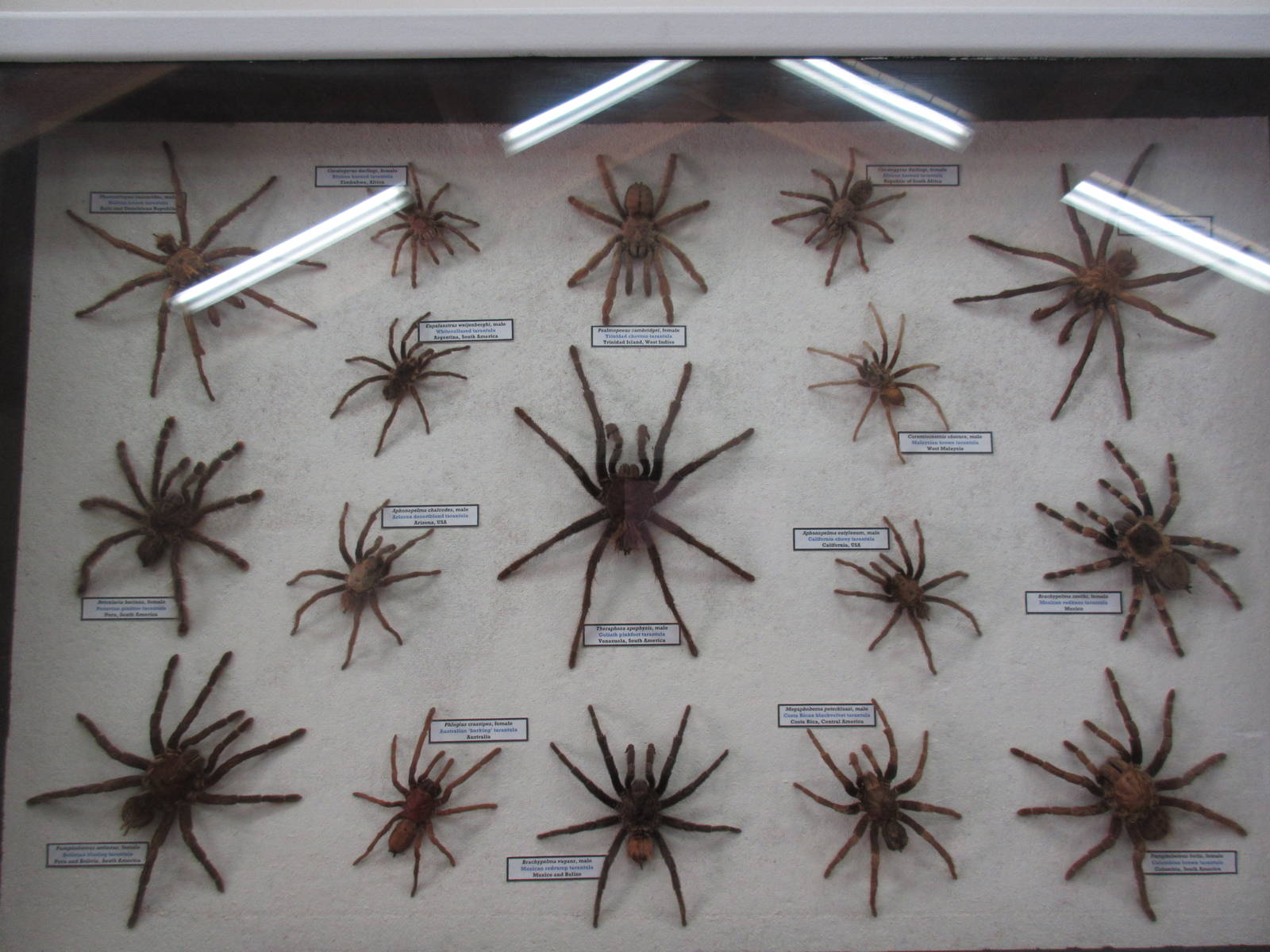 North Island Wildlife Recovery Centre - Taxidermy: Tarantulas