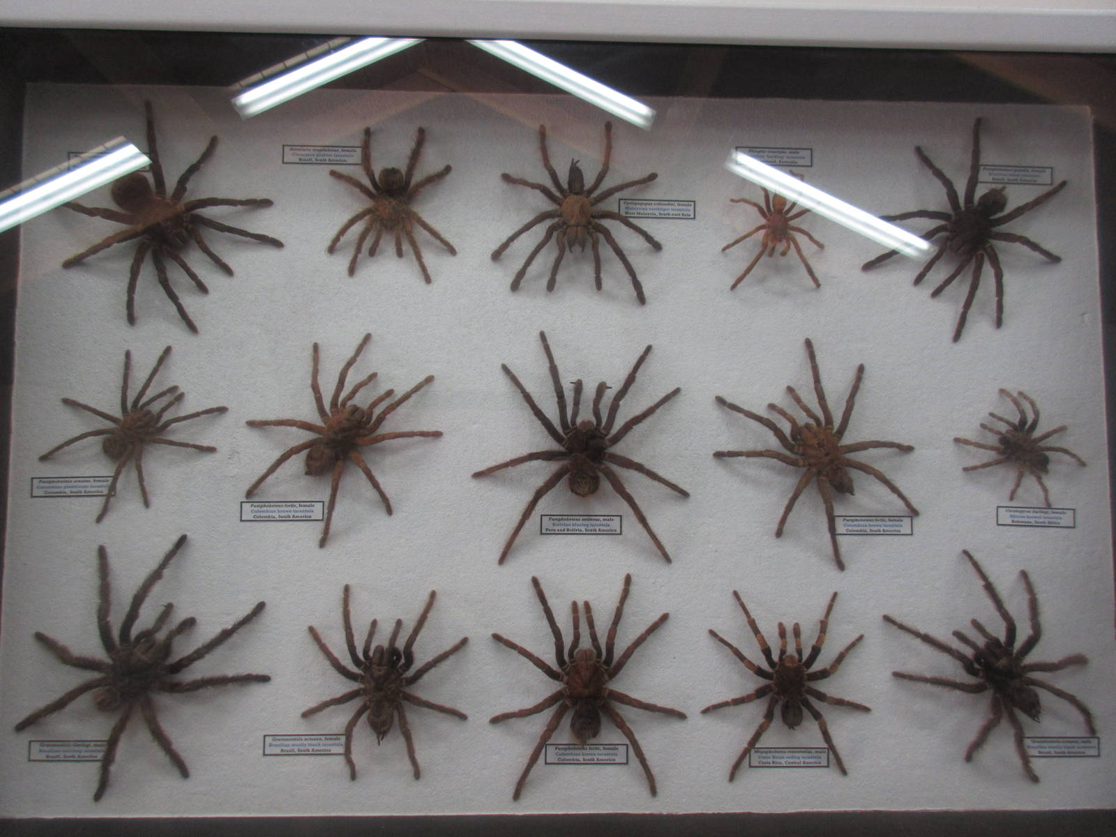 North Island Wildlife Recovery Centre - Taxidermy: Tarantulas