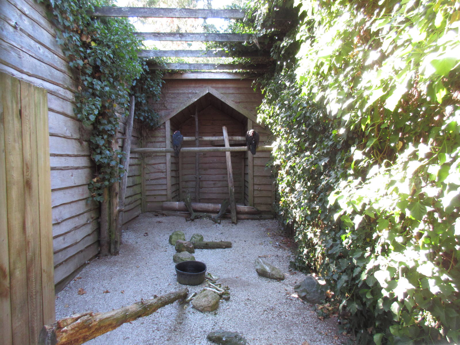 North Island Wildlife Recovery Centre - Turkey Vulture Exhibit