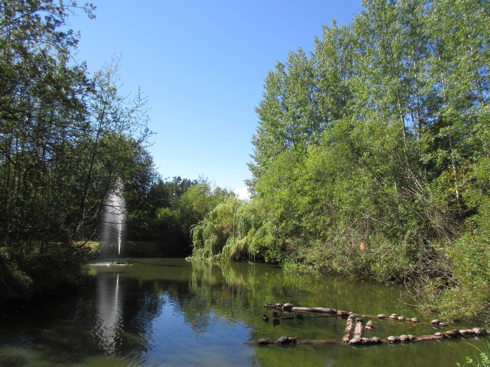 North Island Wildlife Recovery Centre - Turtle Pool (2 species)