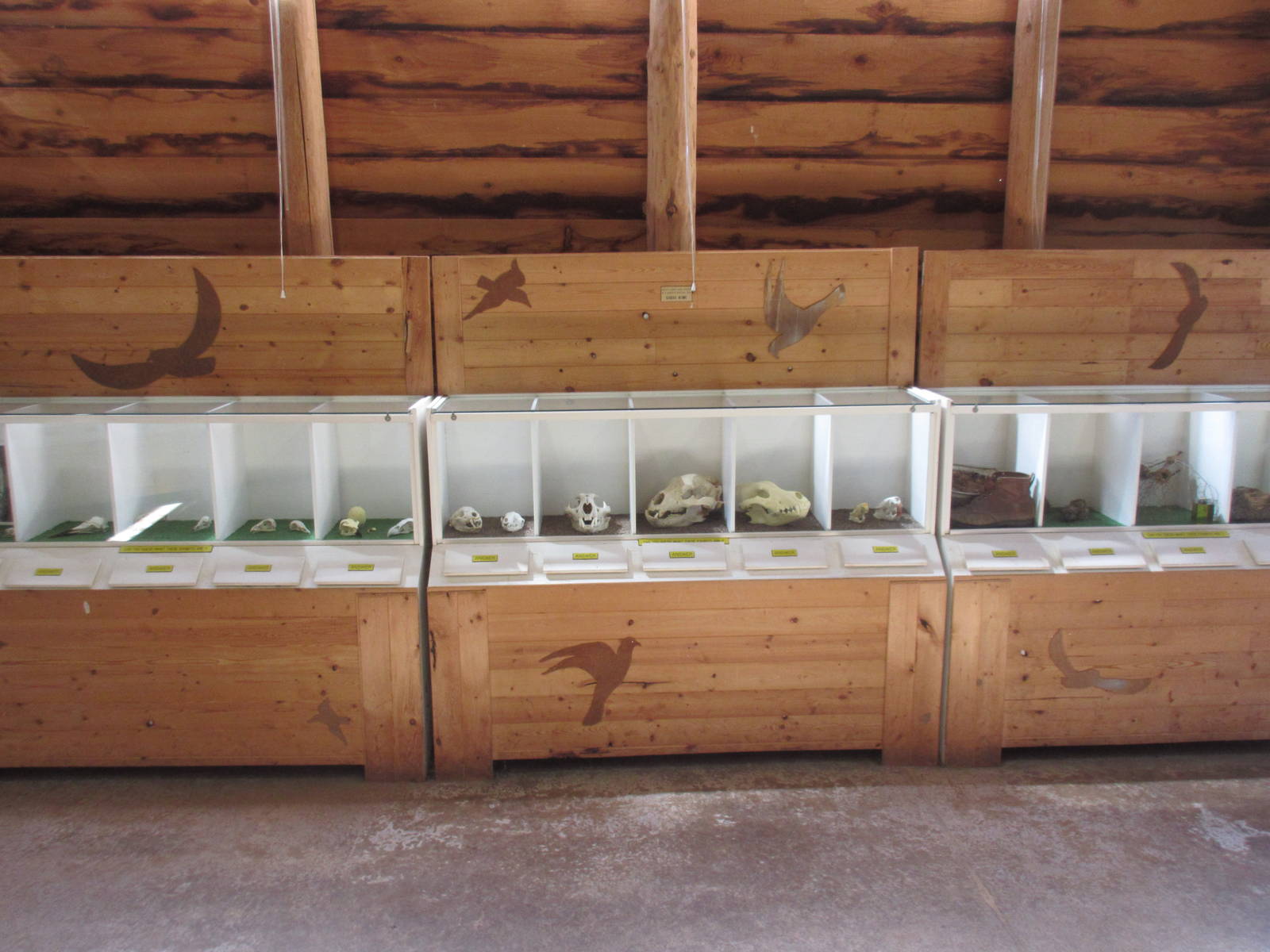 North Island Wildlife Recovery Centre - Wildlife Learning Centre (Skulls)