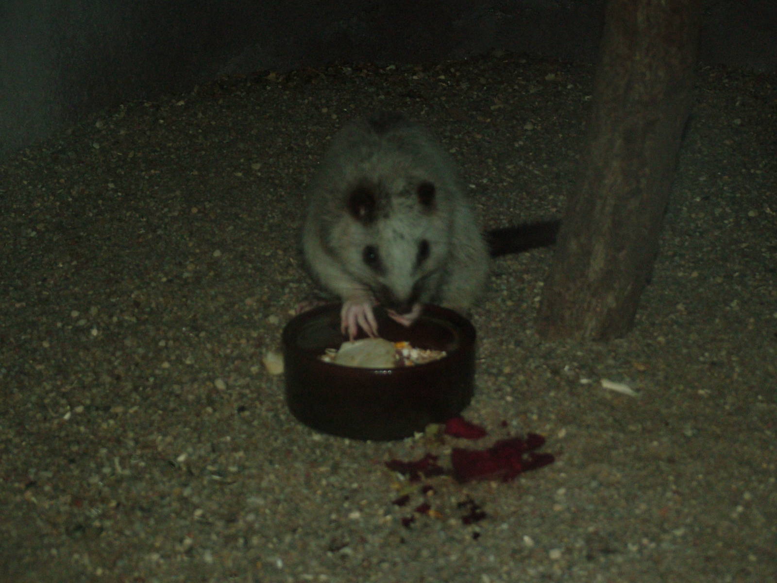 North Luzon Cloud Rat at Prague, 24/05/10